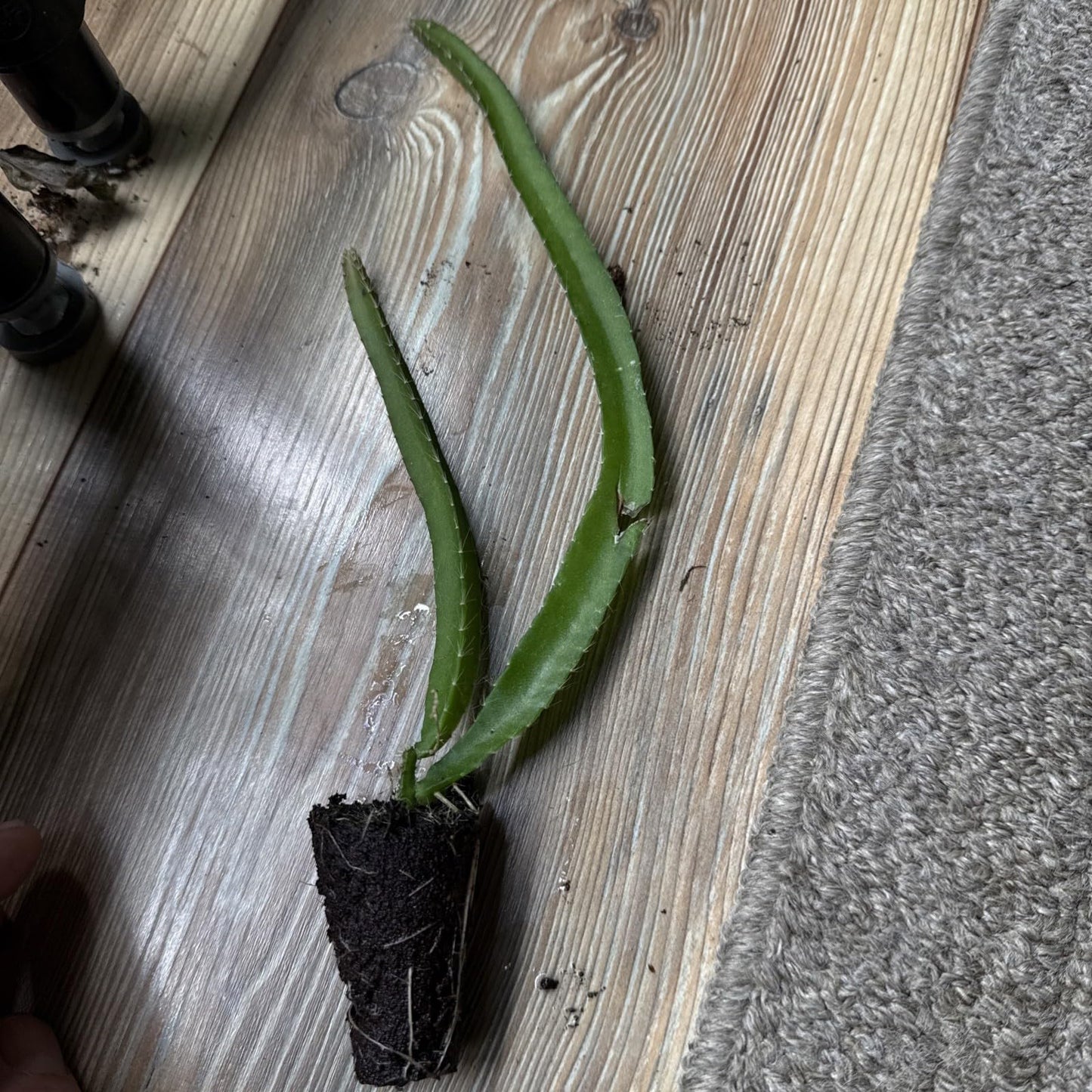 Live Plant - 1 Yellow Dragon Fruit Live Plant Hylocereus megalanthus Tropical Starter Plant
