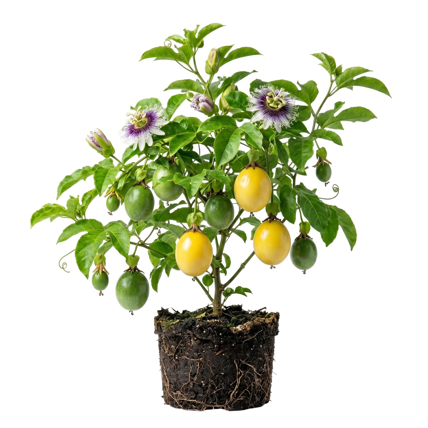 Live Passion Fruit Plant Passionvine Passiflora Starter Plant Granadilla Passionfruit Well Rooted 4-7 Inch Tall- Yellow Passionfruit Tree