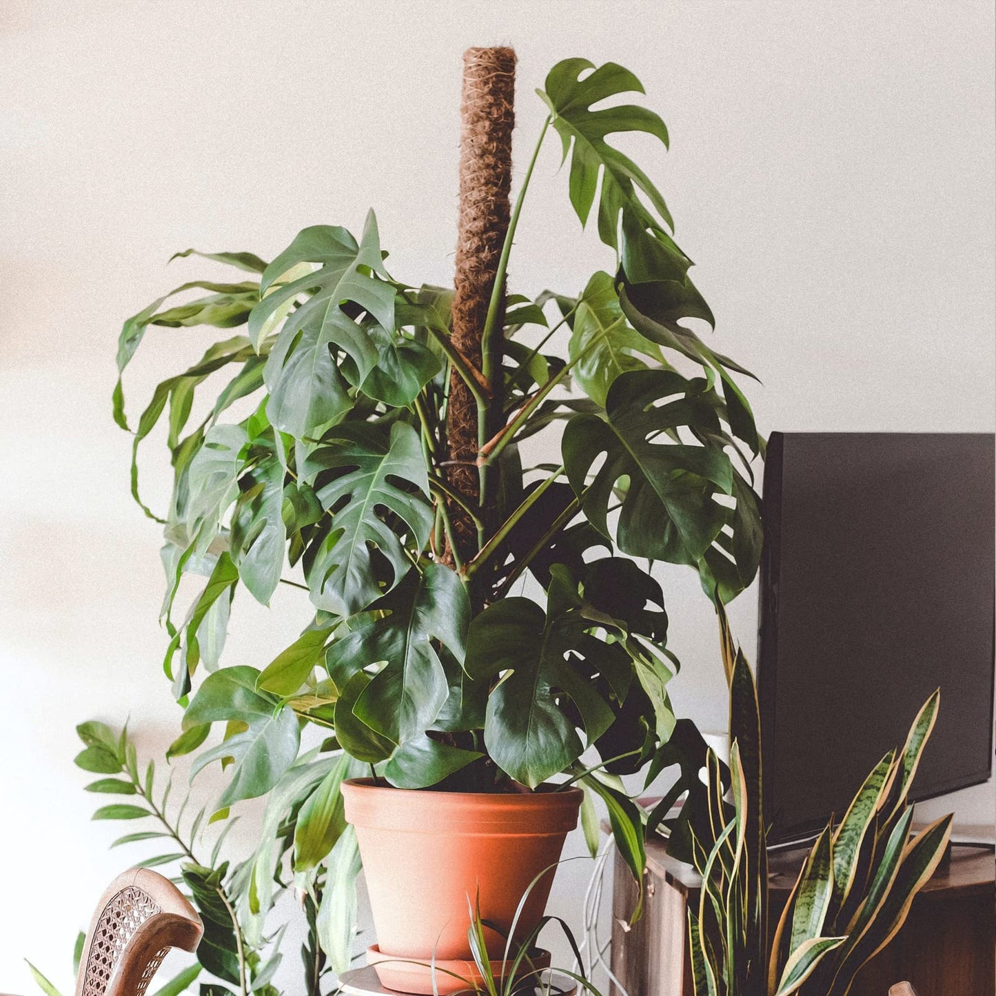 JJGoo Moss Pole for Plants Monstera,【8 Pack】 23.6 inch Plant Support Pole, Extendable Coir Totem Pole for Potted Plants Pothos, Train Indoor Climbing Plants to Grow Upwards