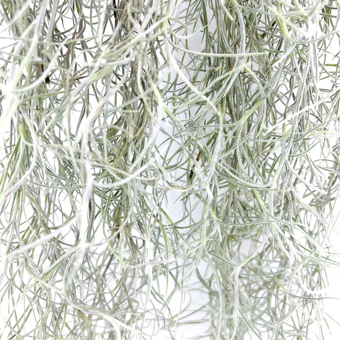 ragnaroc Tillandsia Usneoides ‘Thick-Colombian Spanish Moss’ - ragnaroc Indoor Tropical Plant 16” / 9 oz - Live Arrival Guaranteed - Live Air Plant & House Plants for Home Decor & Gift