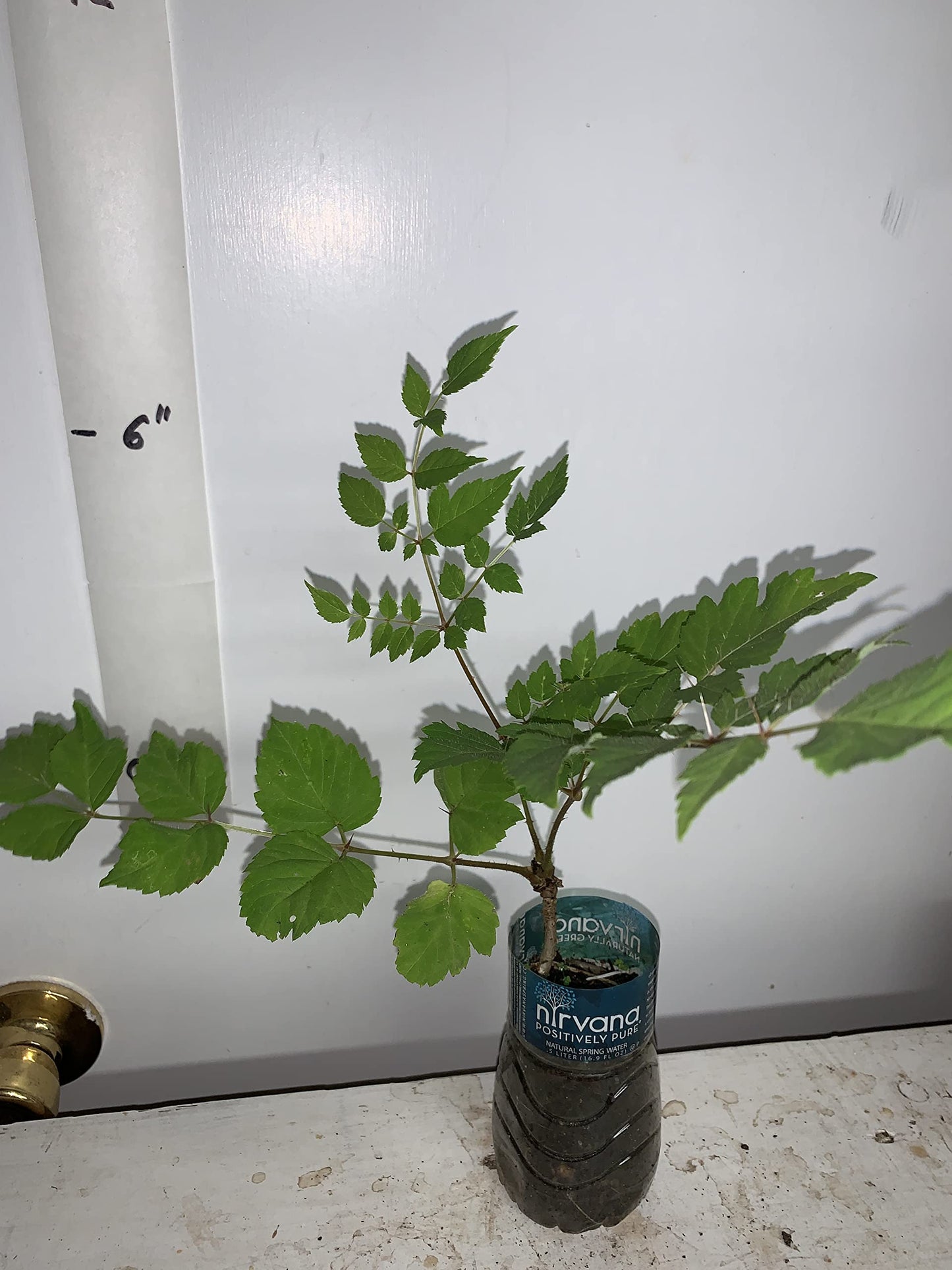 4-6" Tall Aralia spinosa Rare Exotic Hardy Small Starter Tree - 1 Plant Devil's WALKINGSTICK