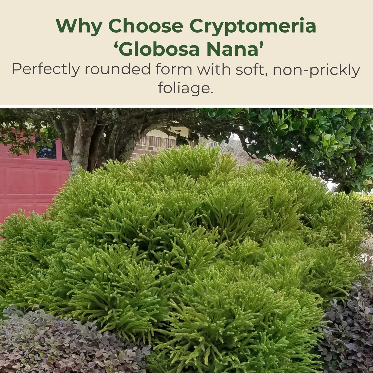 3 gal. Cryptomeria Globosa Nana Shrub