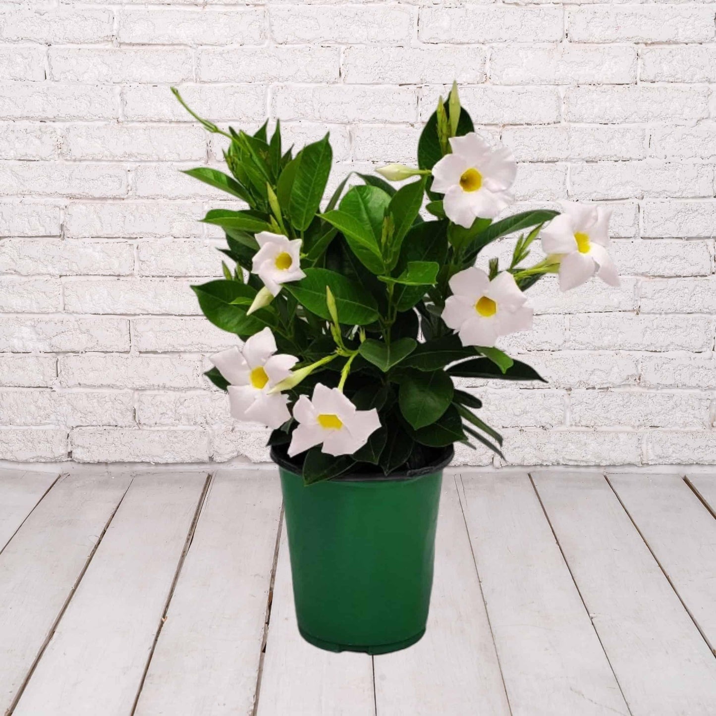 RedCrocus - White Dipladenia | Bushy & Compact | Evergreen, Blooms Late Spring to Fall | Pet-Toxic, Easy Care | Garden, Patio, Container Plant | RedCrocus 10" Pot