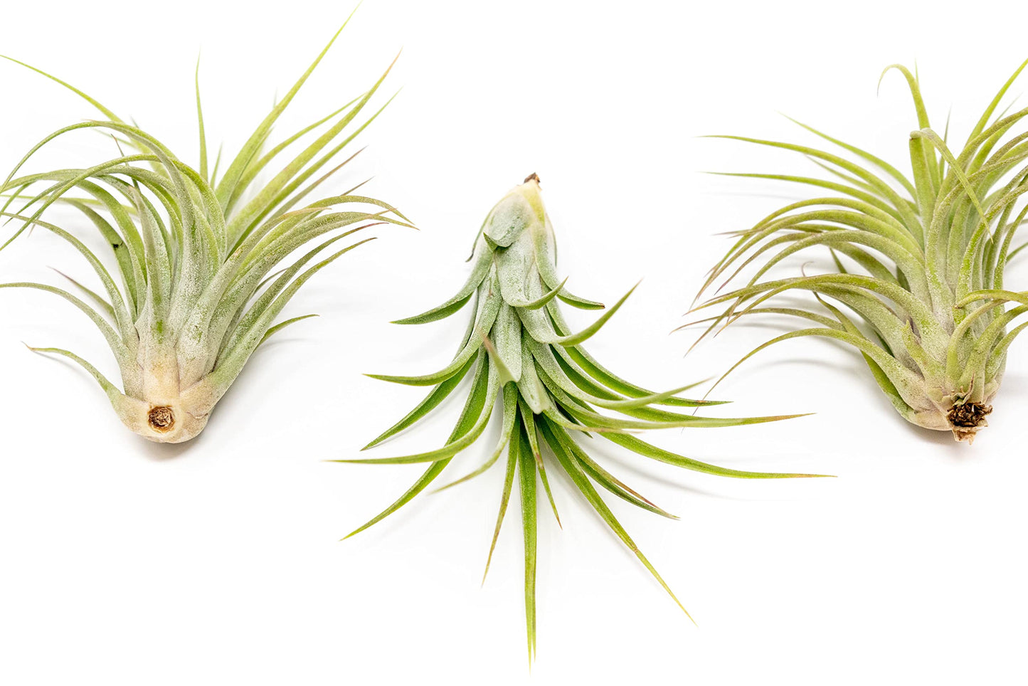 Large Air Plants Ionantha Victoriana 4 to 6 inch - Available in Wholesale and Bulk - Live Succulent House Plants - Home and Garden Decor - Easy Care Indoor and Outdoor Plants (Pack of 1)