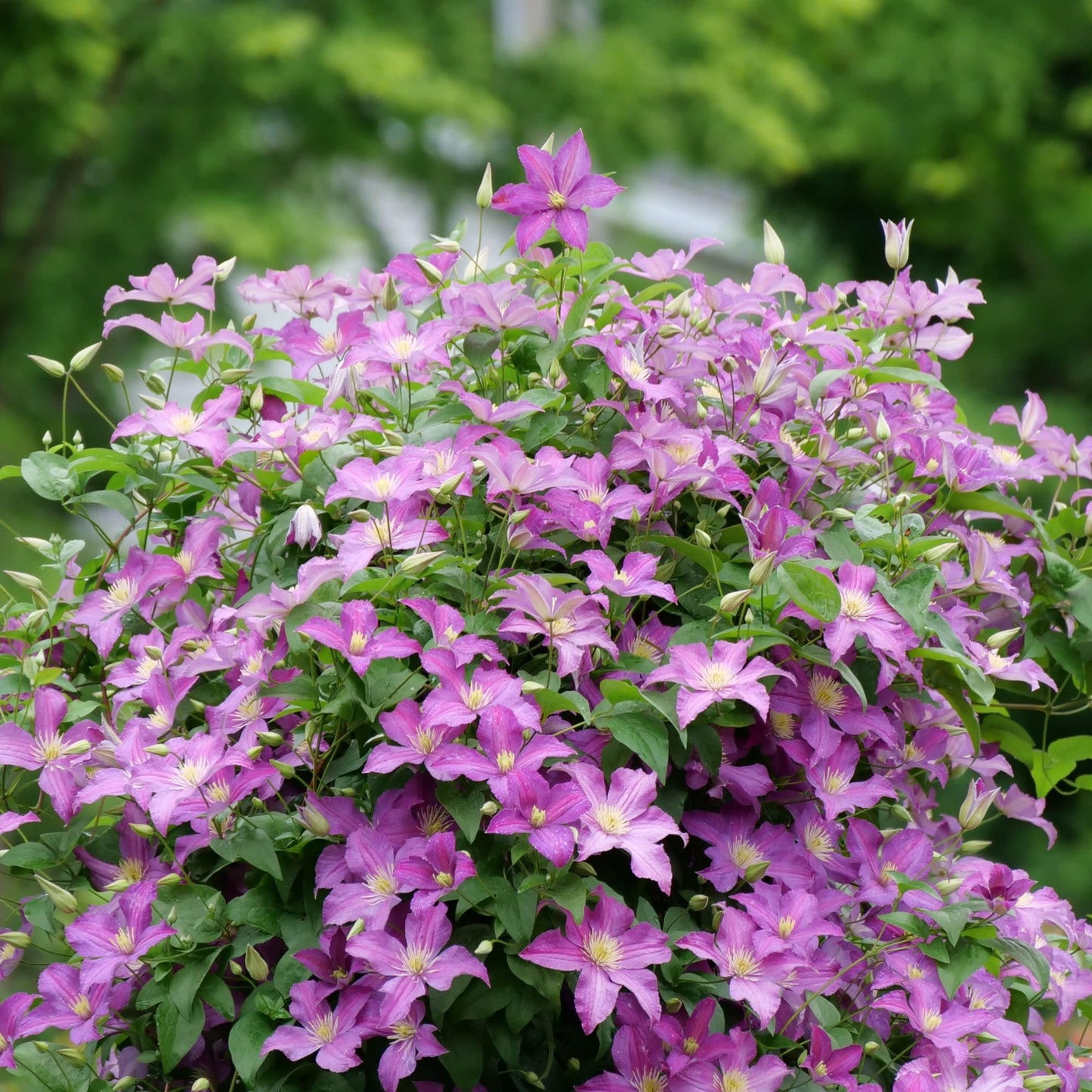 Proven Winners Jolly Good Clematis (Clematis) Live Plant, 4.5" Qt, 4 Pack