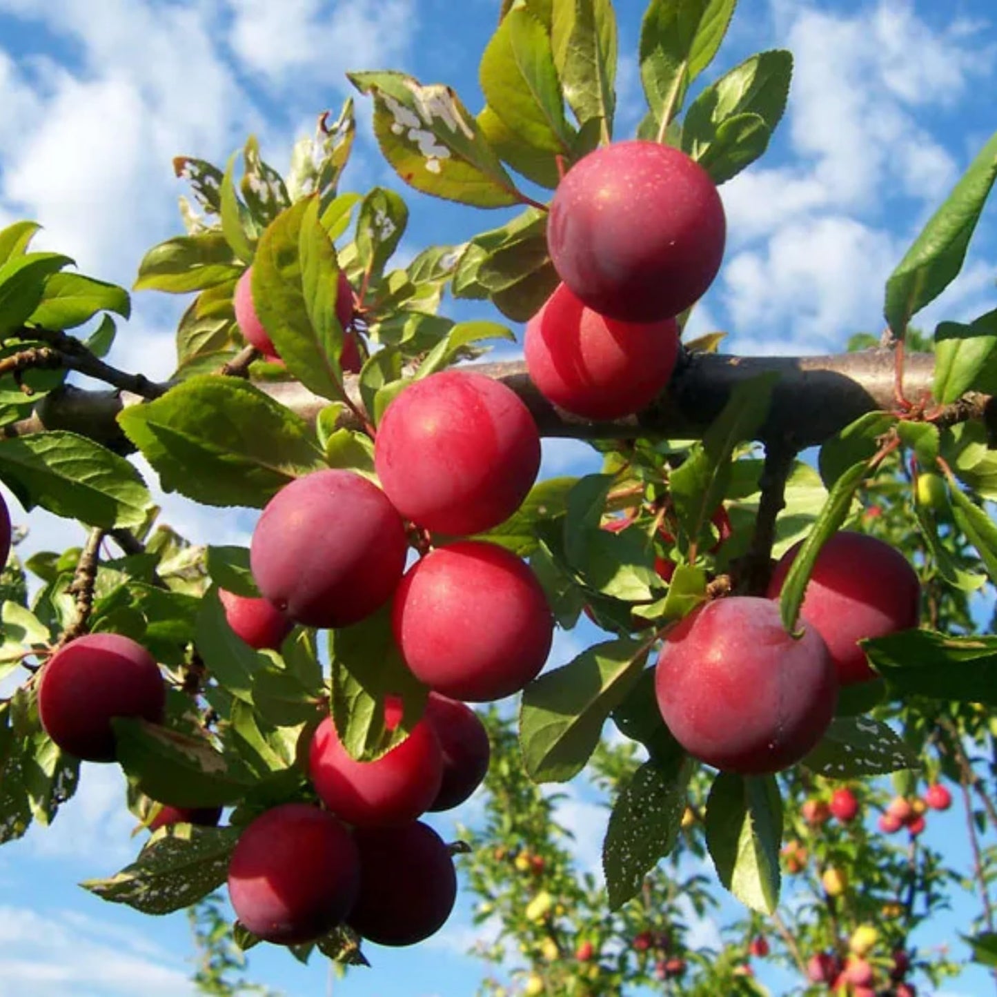 Plum Fruit Tree Seeds for Planting - 5 Seeds Plum Tree Seeds Non GMO & Heirloom Seeds, Popular Outdoor Tree or Bonsai Great Home Garden Gift