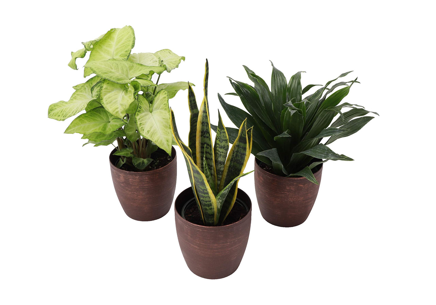 Thorsen's Greenhouse Low Light Houseplant Set, Live Indoor Plants, 3 Pack of Plants, Copper Pots, 4" Diameter