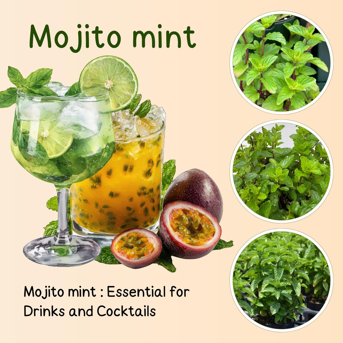 Set of 6 Mojito Mint Live Herb Plants, 3–6 Inches Tall, Fragrant Mint Plants for Indoor Outdoor Garden, Patio, and Culinary Growing