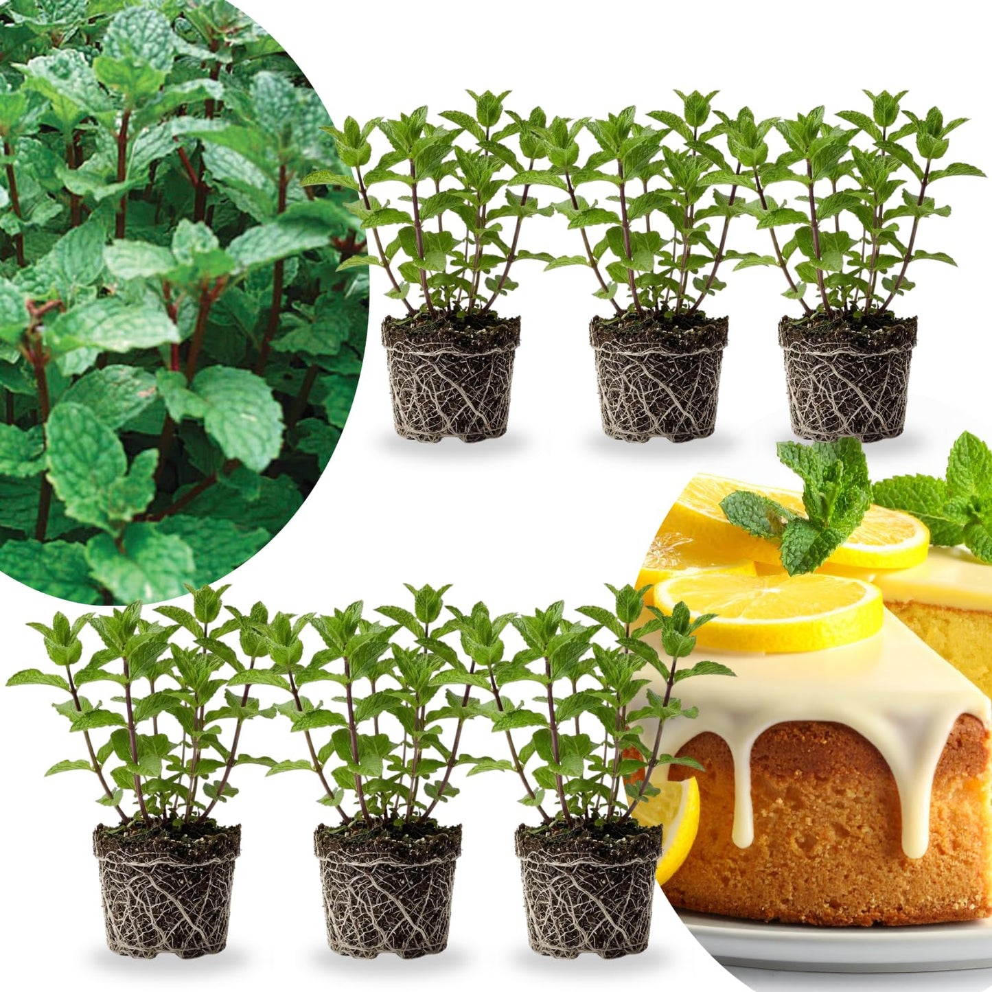 Set of 6 Mojito Mint Live Herb Plants, 3–6 Inches Tall, Fragrant Mint Plants for Indoor Outdoor Garden, Patio, and Culinary Growing