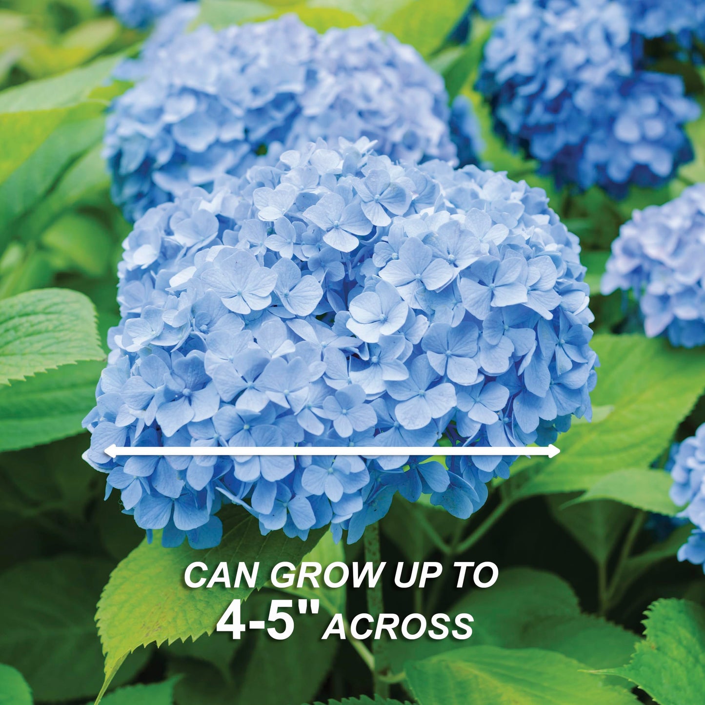 Garden State Bulb Nikko Blue Hydrangea Shrub, Bare Root, Spring Planting (Bag of 2)