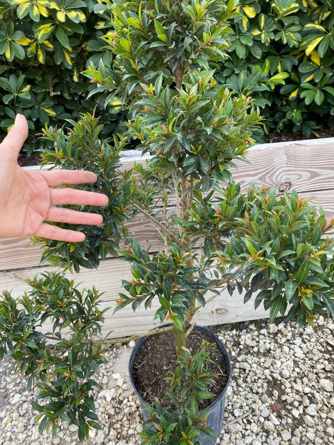 RedCrocus - RedCrocus Dwarf Brush Cherry Eugenia myrtifolia 'Globulus' Pom Pom - Compact Evergreen Shrub for Hedges & Containers 14" Pot