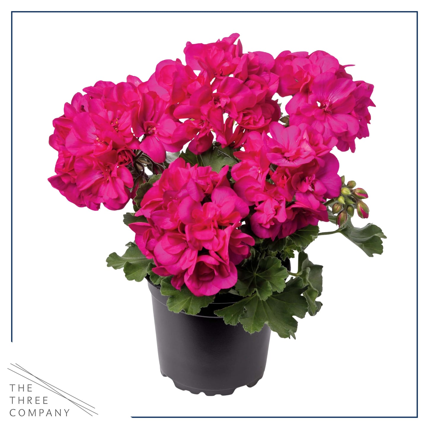 Live Flowering Zonal Geraniums - Pink (2 Plants Per Pack) - Beautiful Spring Flowers - 12" Tall by 5" Wide in 1 Qt Pot