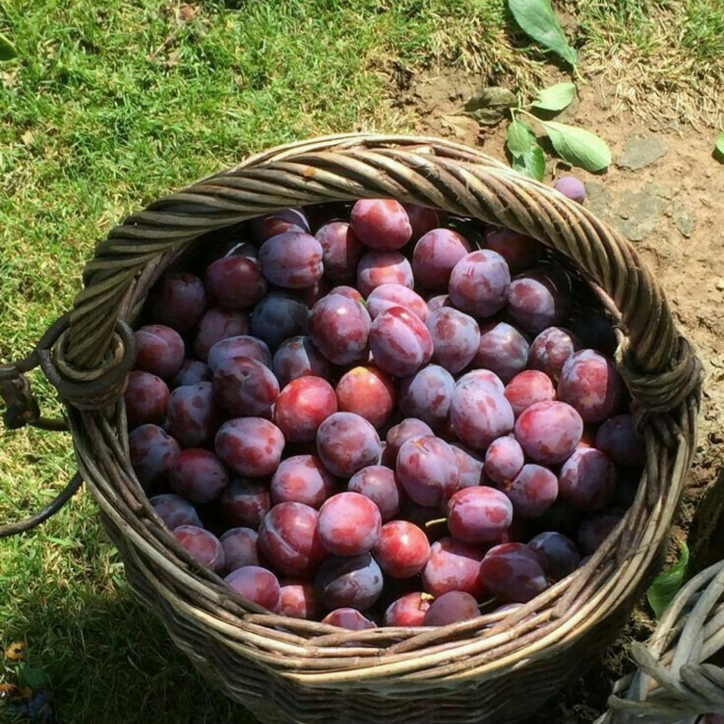 Red Plum Tree Live Plant 2-3 Feet Tall, Sweet, Juicy Fruit Tree for Garden or Patio, Hardy, Winter Dormant, Bareroot No Leaves