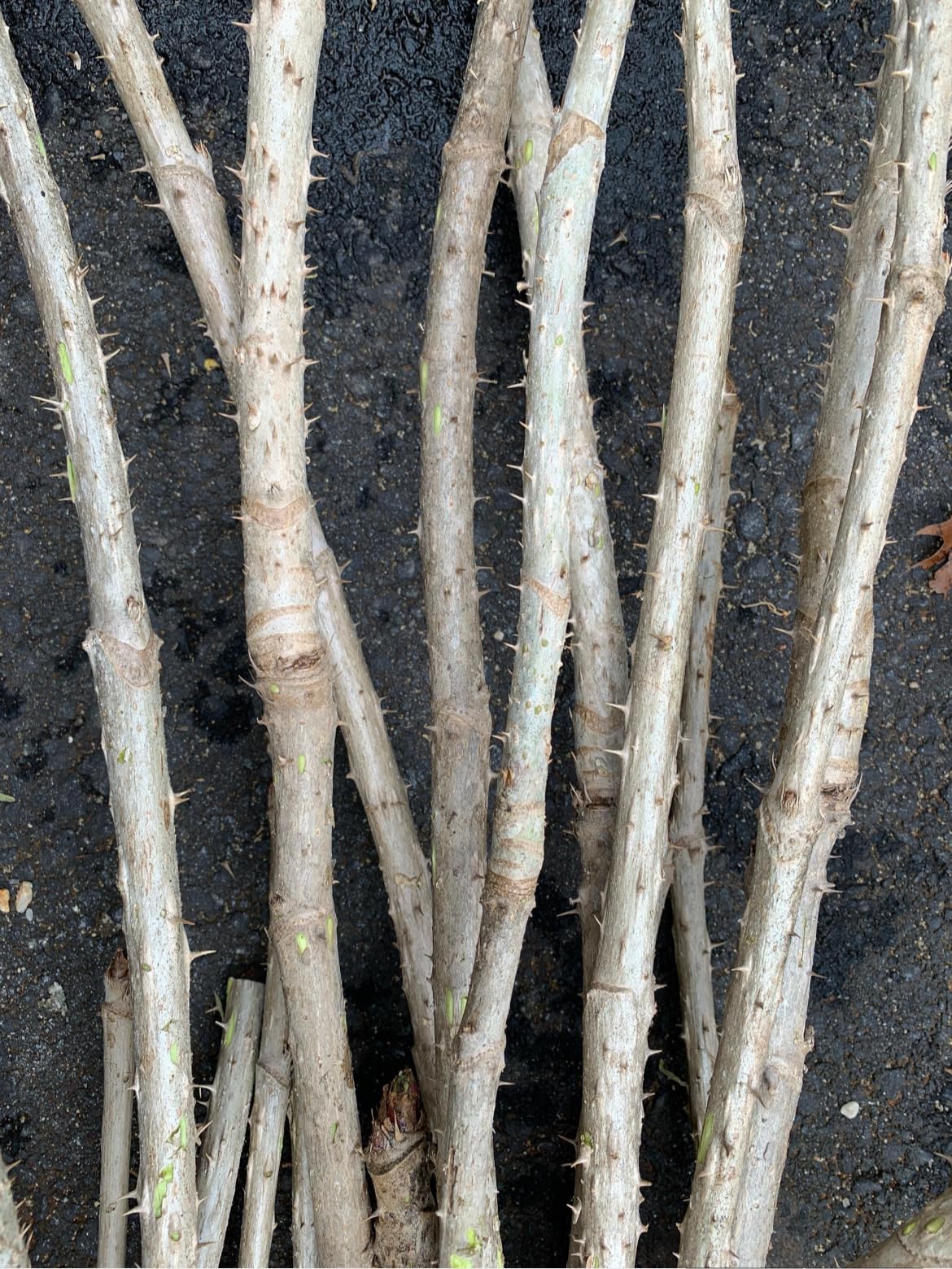 1 Branch/stem 32-34” Long of Aralia spinosa - Devil's Walkingstick.