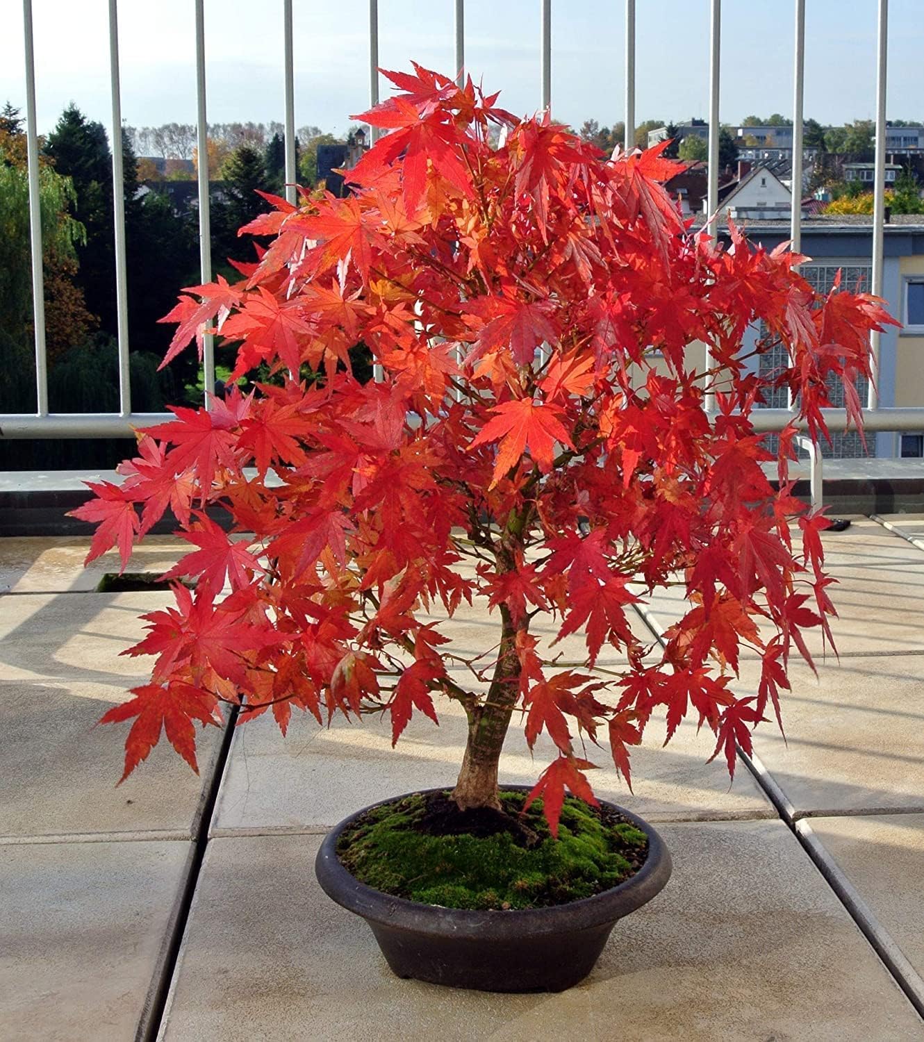 2 Red Japanese Maple Tree Seedlings for Planting - Excellent Bonsai Material - Ready to Plant - Approx 12 Inches Tall