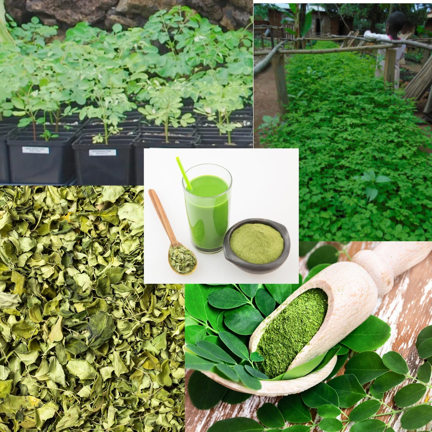 Sets 2 Moringa Plants Live Tree, 6 to 10" Moringa Oleifera Plant, Well Rooted, Cold Hardy, Spring Planting Drumstick Horseradish Tree