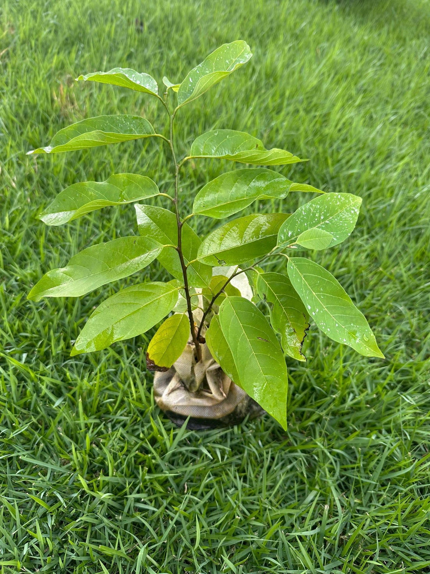 Red Custard Apple Tree – 8–12 in Live Tropical Fruit Tree Seedling (Annona reticulata L) | Naturally Grown from Seed | Sweet, Creamy Red-Fleshed Fruit | Rare Fast-Growing Live Plant