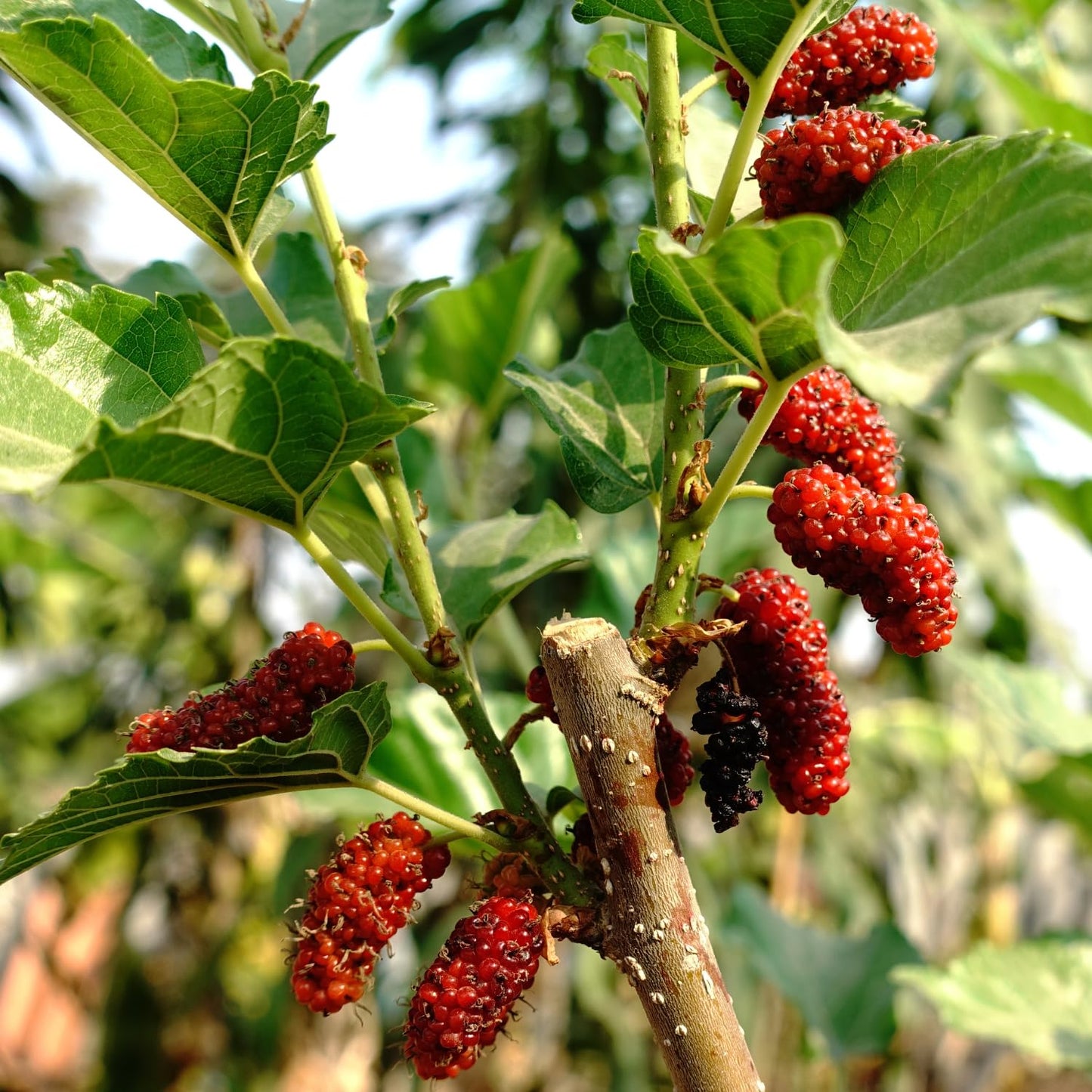 3-Pack Mulberry Plants Live for Planting, 5-9” Tall, Sweet Mulberries Trees Live (Red Mulberry)