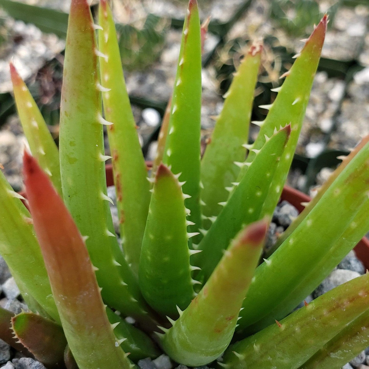 Aloe Vera chinensis Cacti Cactus Succulent Real Live Plant