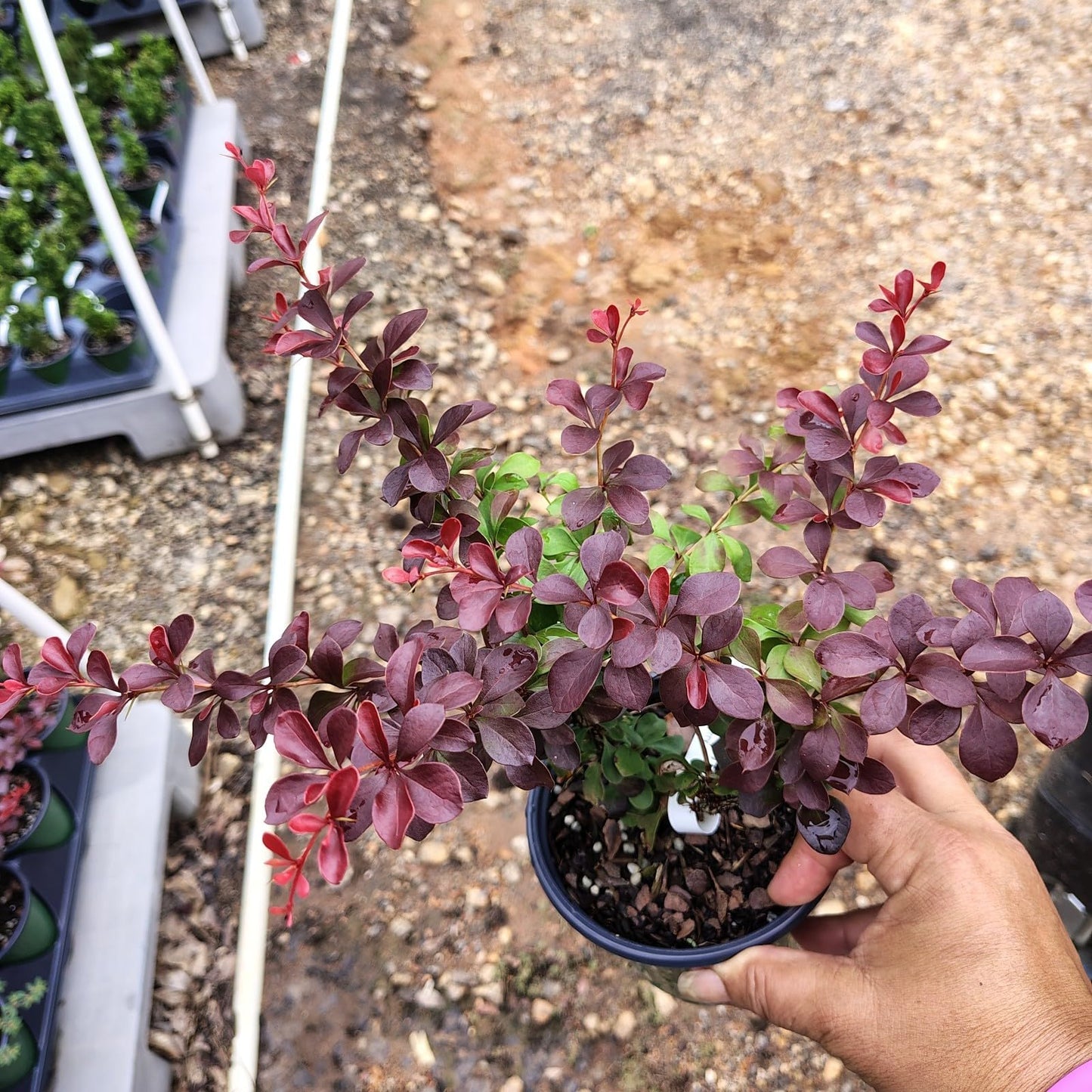 Live Plant - Crimson Pygmy Dwarf Barberry