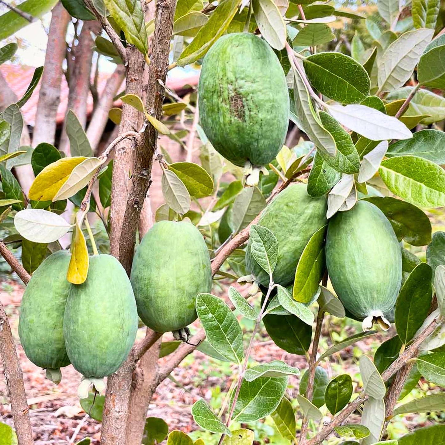 Pineapple Guava Tree Live Plant, 4-8” Tall, Tropical Guava Live Plant for Home Garden, Guava Fruit Seedling