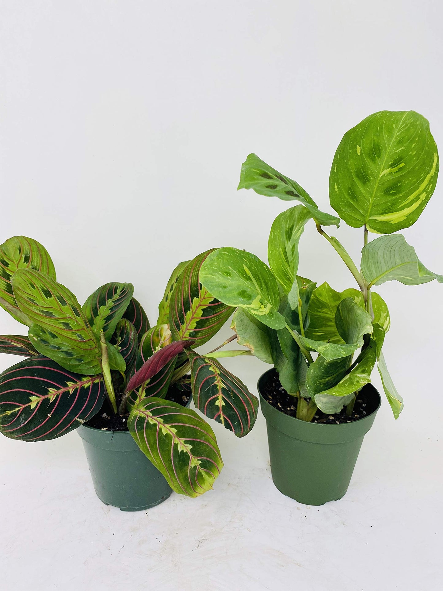 1 Red and 1 Green Prayer Plant - Maranta - Easy to grow - 4" Pot/unique-from Jmbamboo