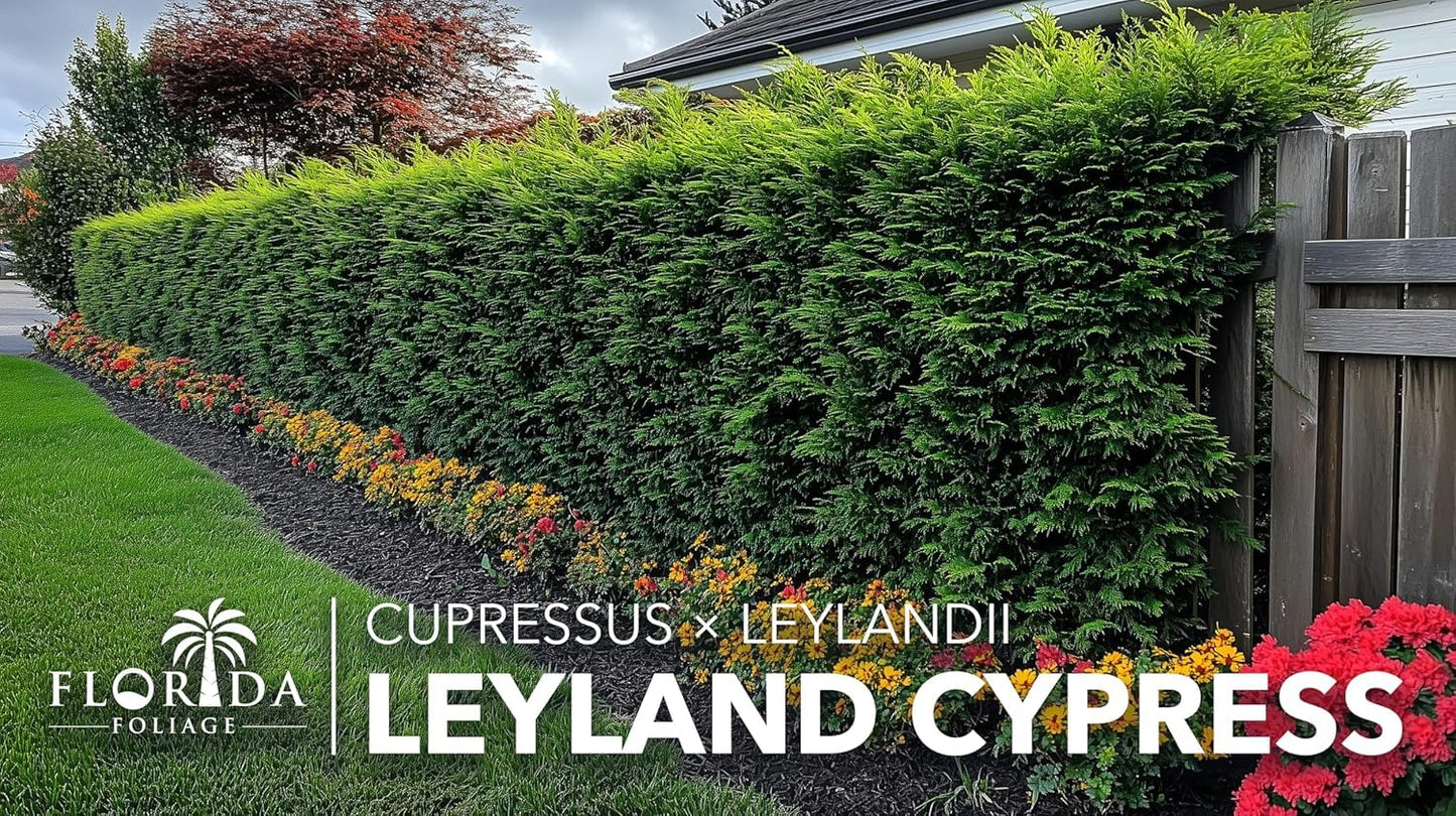 Leyland Cypress | 10 Live Plants | Cupressus × leylandii | Fast Growing Evergreen Trees | Privacy Hedge Plants for Landscaping