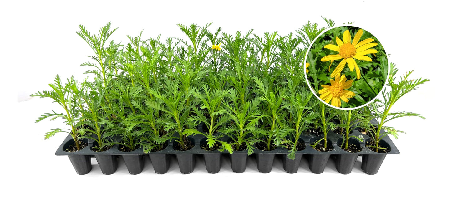 Daisy Golden Shrub Plants | 3 Live Seedlings | Euryops pectinatus | Flowering Accent | Sun Loving Garden Variety