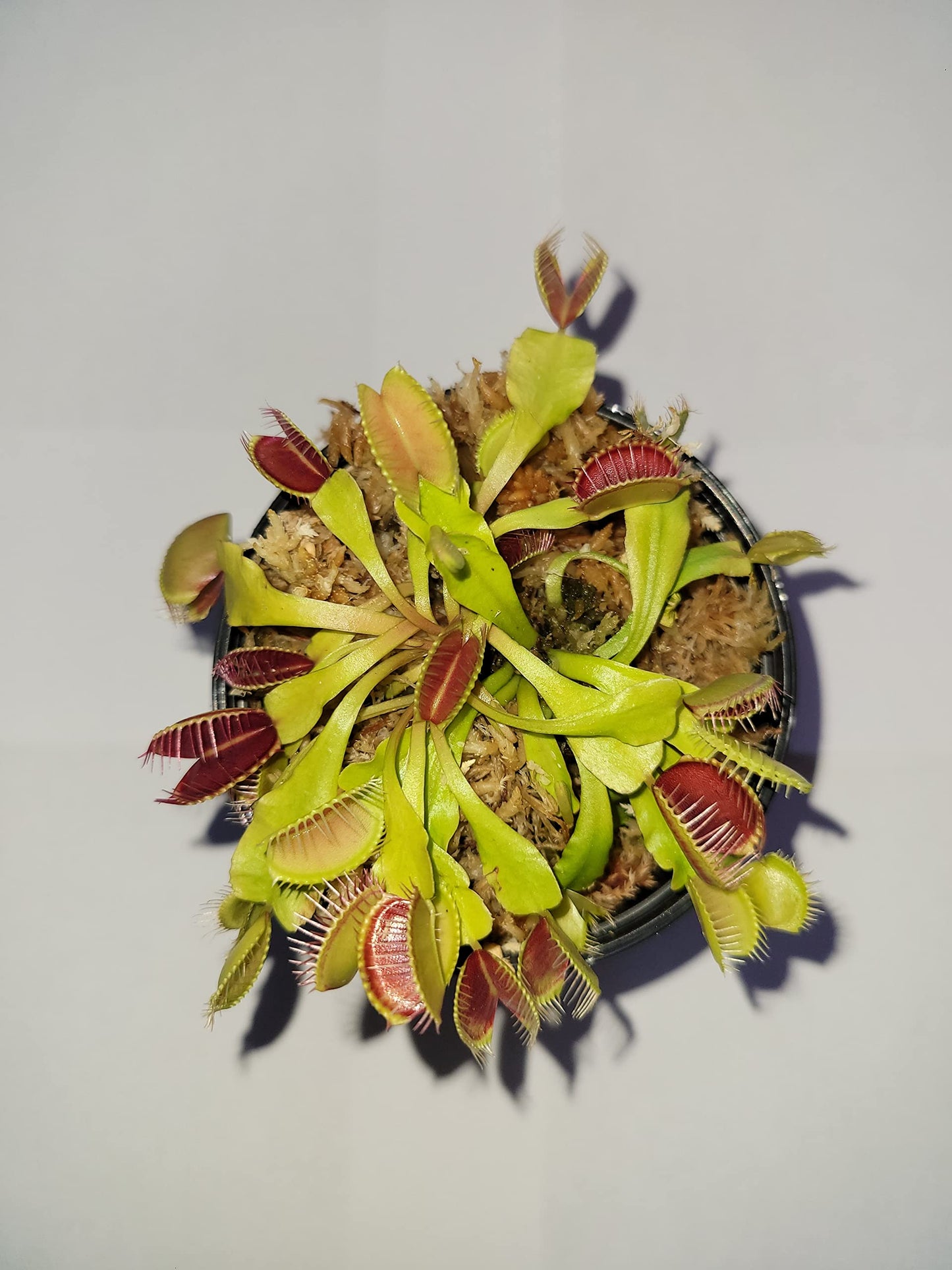 3 Small Venus Flytraps - Fly Trap - (Dionaea Muscipula) Carnivorous Plant 3 Inch Pot