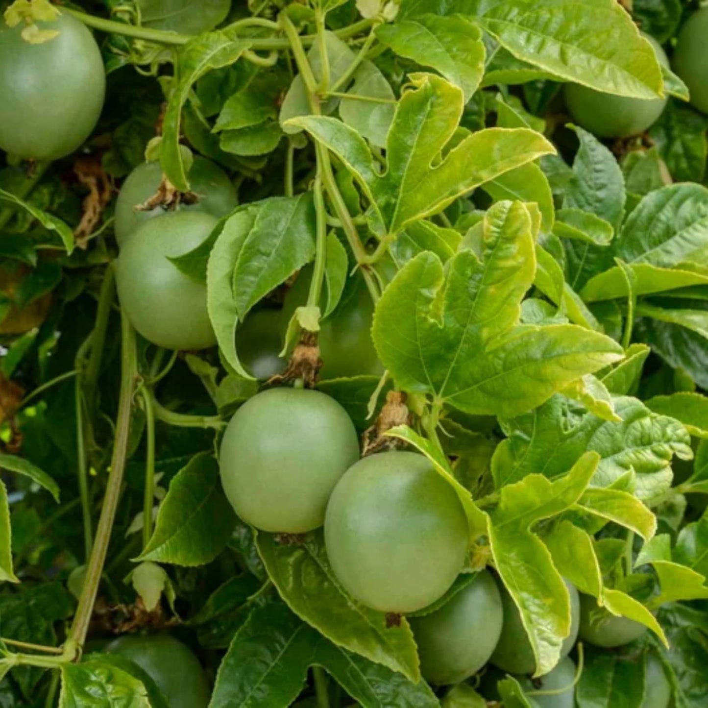NYGardenia Passion Fruit Seeds – 50 Seeds for Planting – Purple Tropical Climbing Vine Fruit Plant