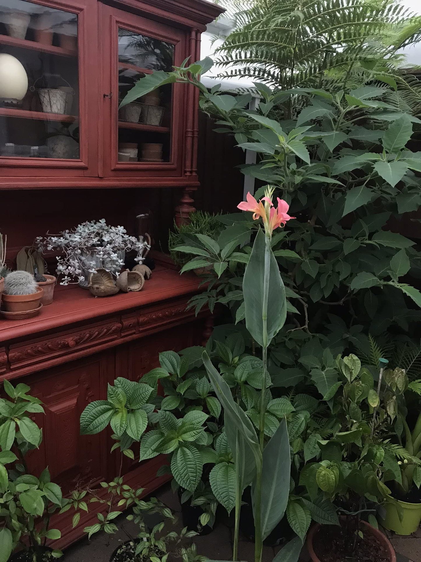 Pink Canna - Months of Flowers for Ponds!