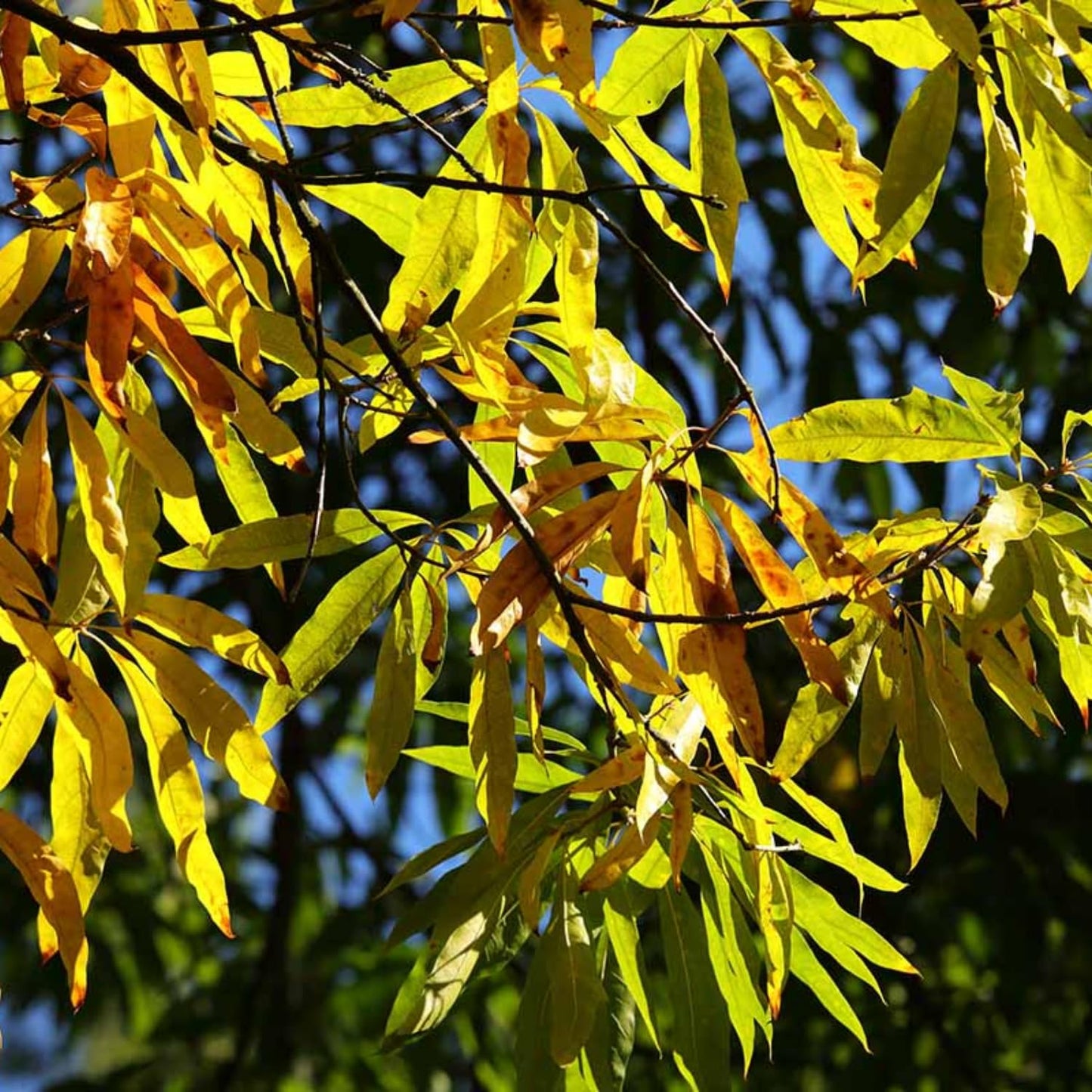 Set of 2 Willow Oak Trees Bare Roots 12–18 inches, Hardy, Fast-Growing Shade Trees for Landscaping and Yard Planting