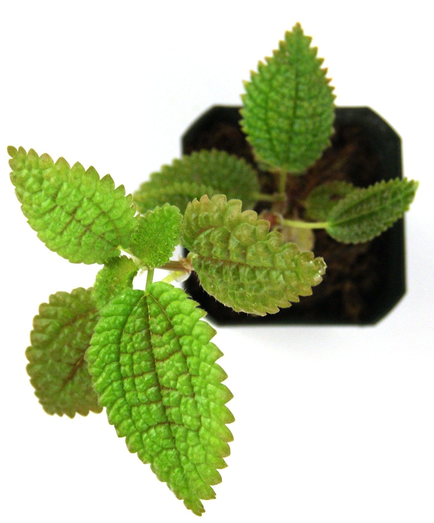 Pilea involucrata 'Moon Valley'