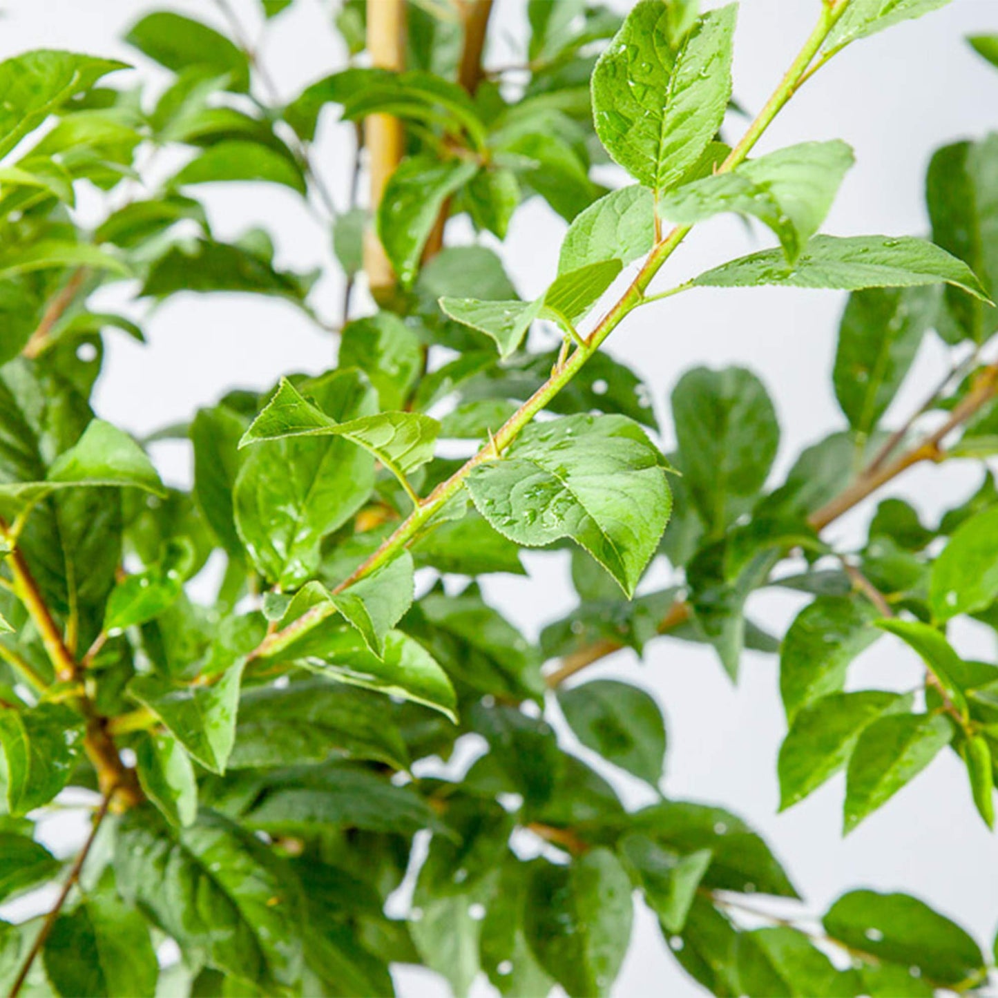 Perfect Plants Methly Plum Tree Live Plant, Produces Fruit, 4-5ft, Includes Care Guide