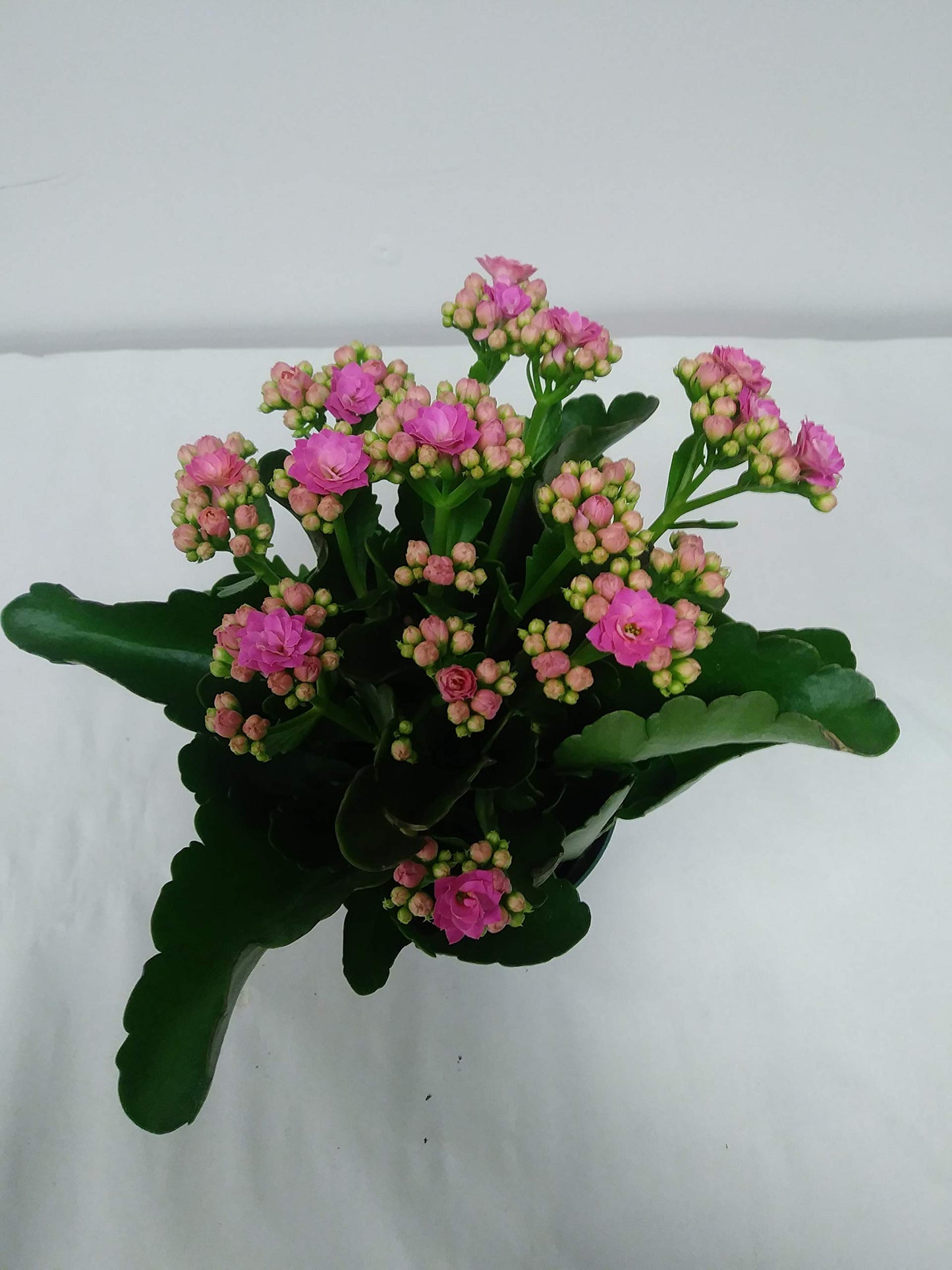 Live 4" Pink Kalanchoe with a 4" Plastic Grow Pot - 4 Inch Plant