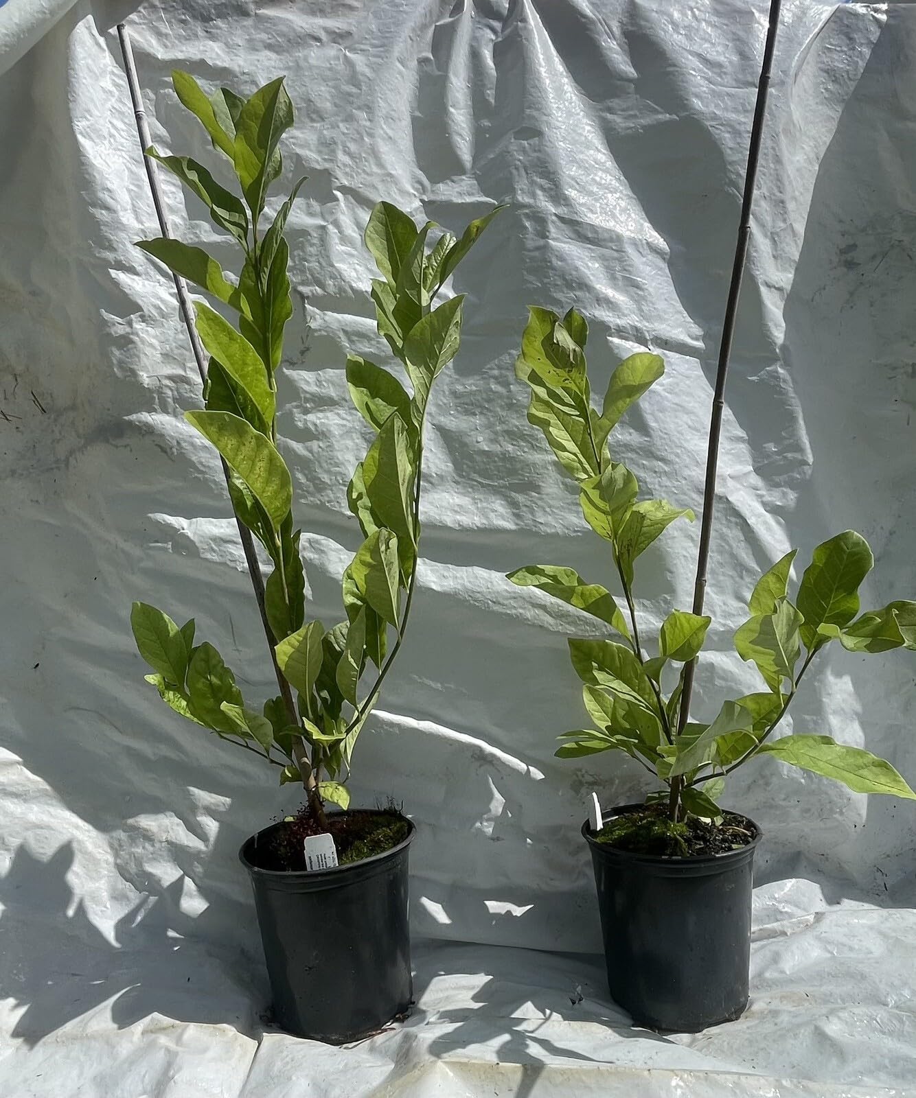 Live Plant - Magnolia Hybrid Tree-18-28 Inches TallHardy in Zones 4-9