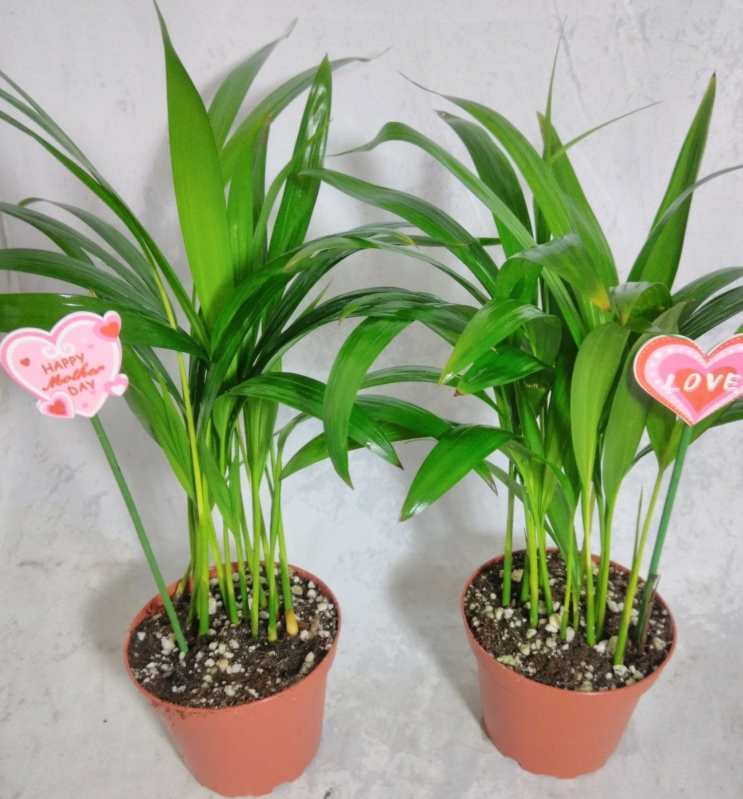 Mother's gift two - areca Palm plant Dypsis lutescens 4'' pot Easy to grow!! unique from Jmbamboo