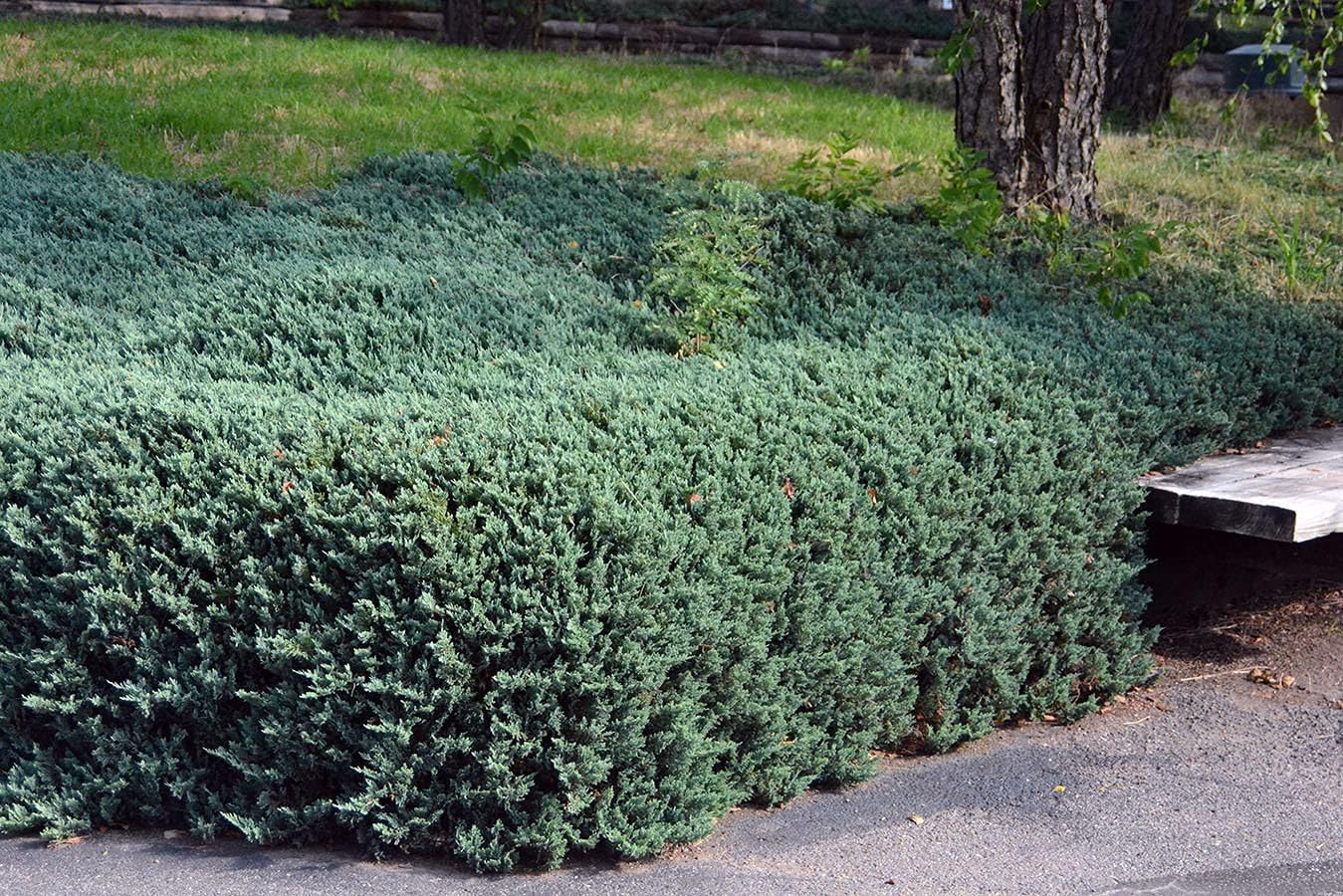 Juniper Bar Harbor - 3 Live Gallon Size Plants - Juniperus Horizontalis - Drought Tolerant Cold Hardy Evergreen Groundcover