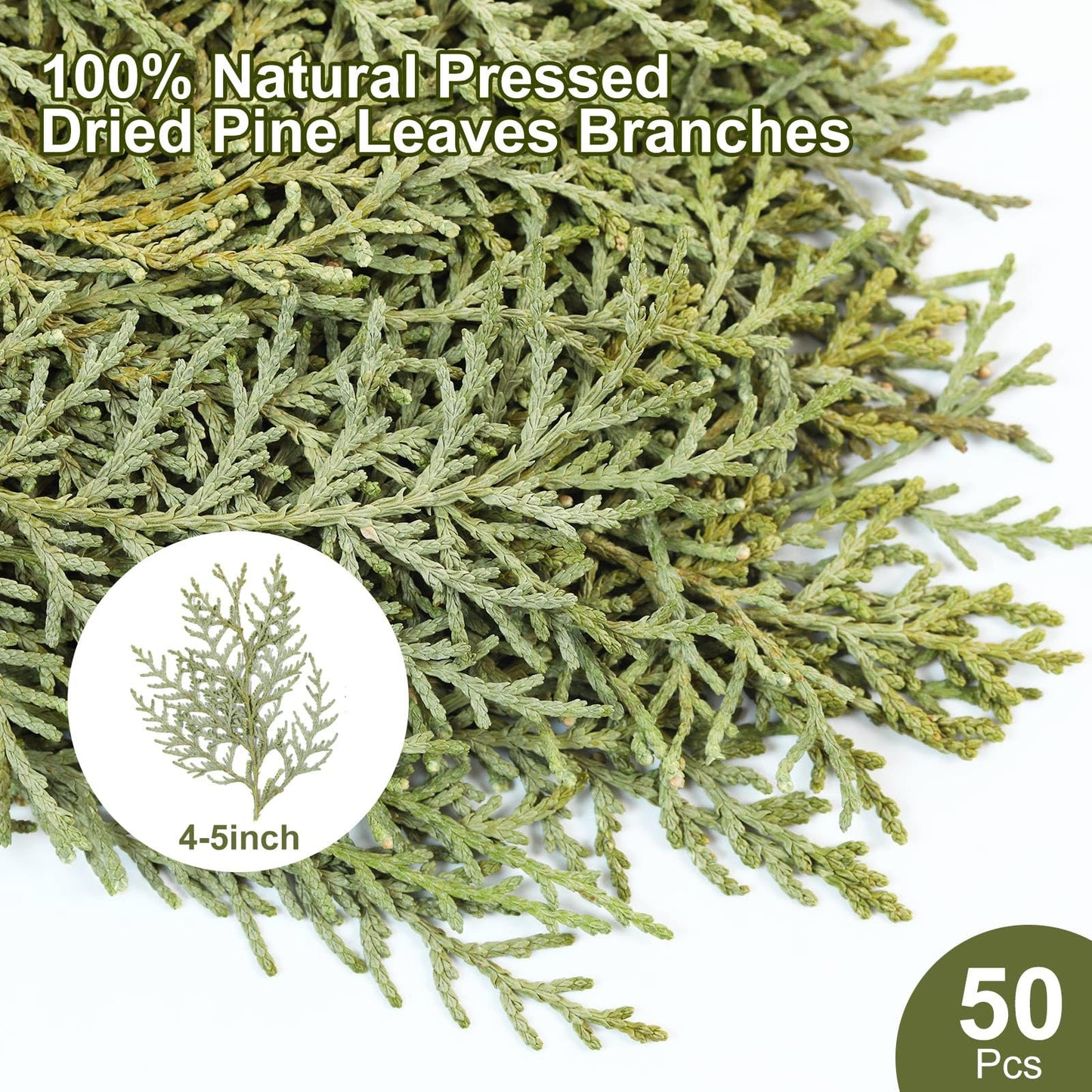 Jtoder Real Pressed Pine Leaves Branches for Christmas Crafts, Natural Dried Botanicals for Resin Ornaments, Wreath Making, Scrapbooking, Festive DIY Home Decor