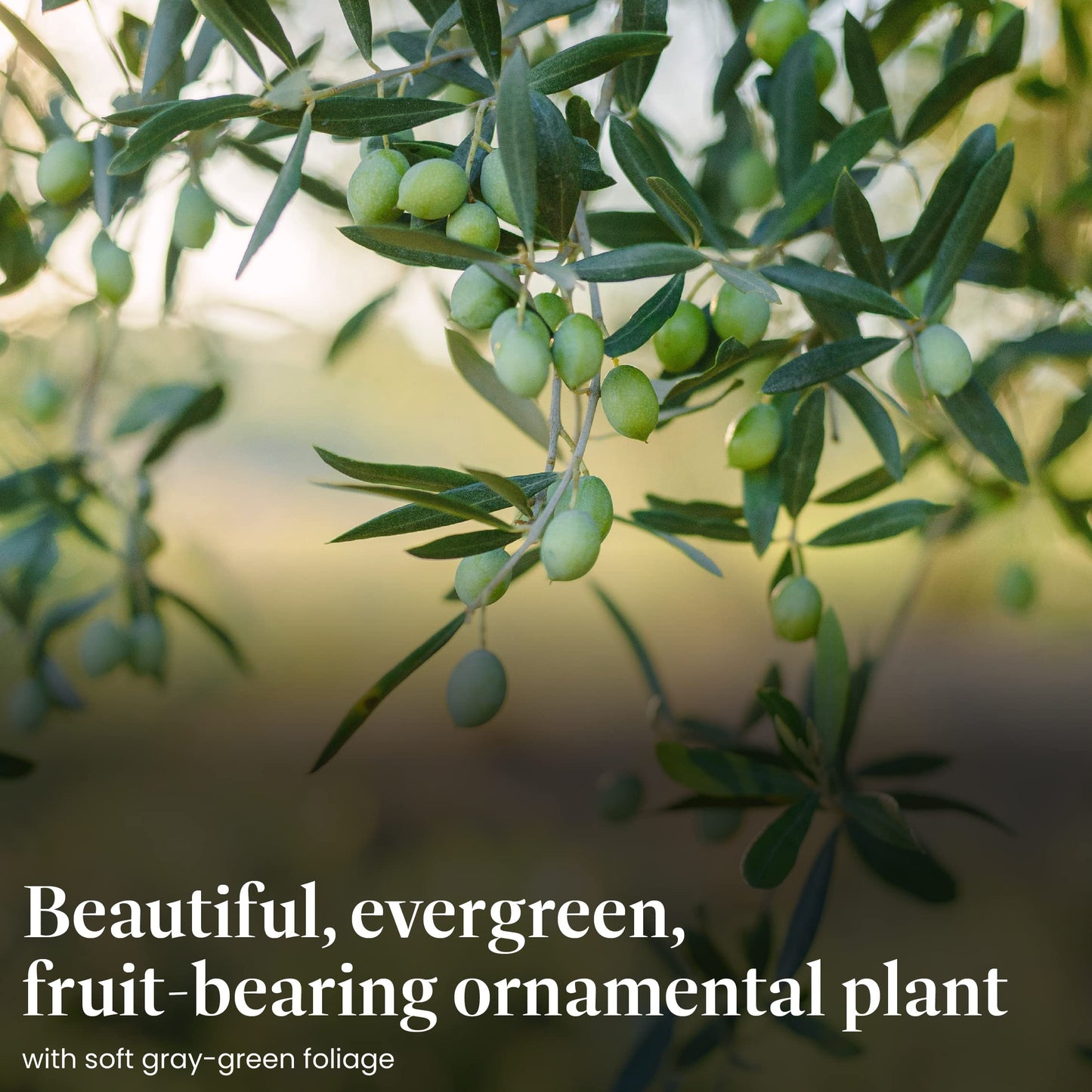 American Plant Exchange Arbequina Olive Tree – Live 5-Inch Pot, Fruit Bearing Tree, Cold Hardy Edible Variety for Containers, Patios, and Mediterranean-Inspired Gardens