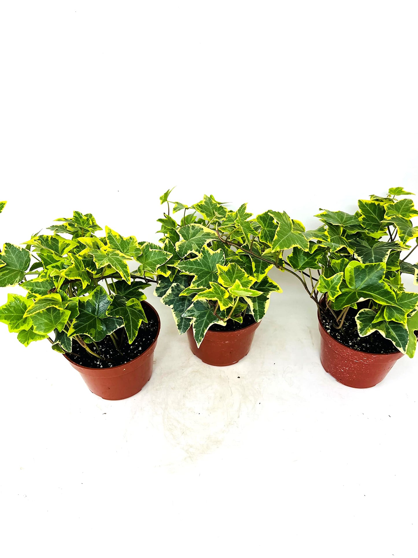 JM BAMBOO Gold Child English Ivy -3 Pack 3'' pots -Groundcover House Plant