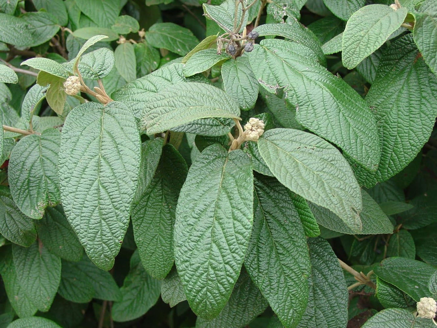 Live Plant - 2 Alleghany Viburnum Shrubs/Bushes - Live Potted Plants - 6-12" Tall - 3" Pots