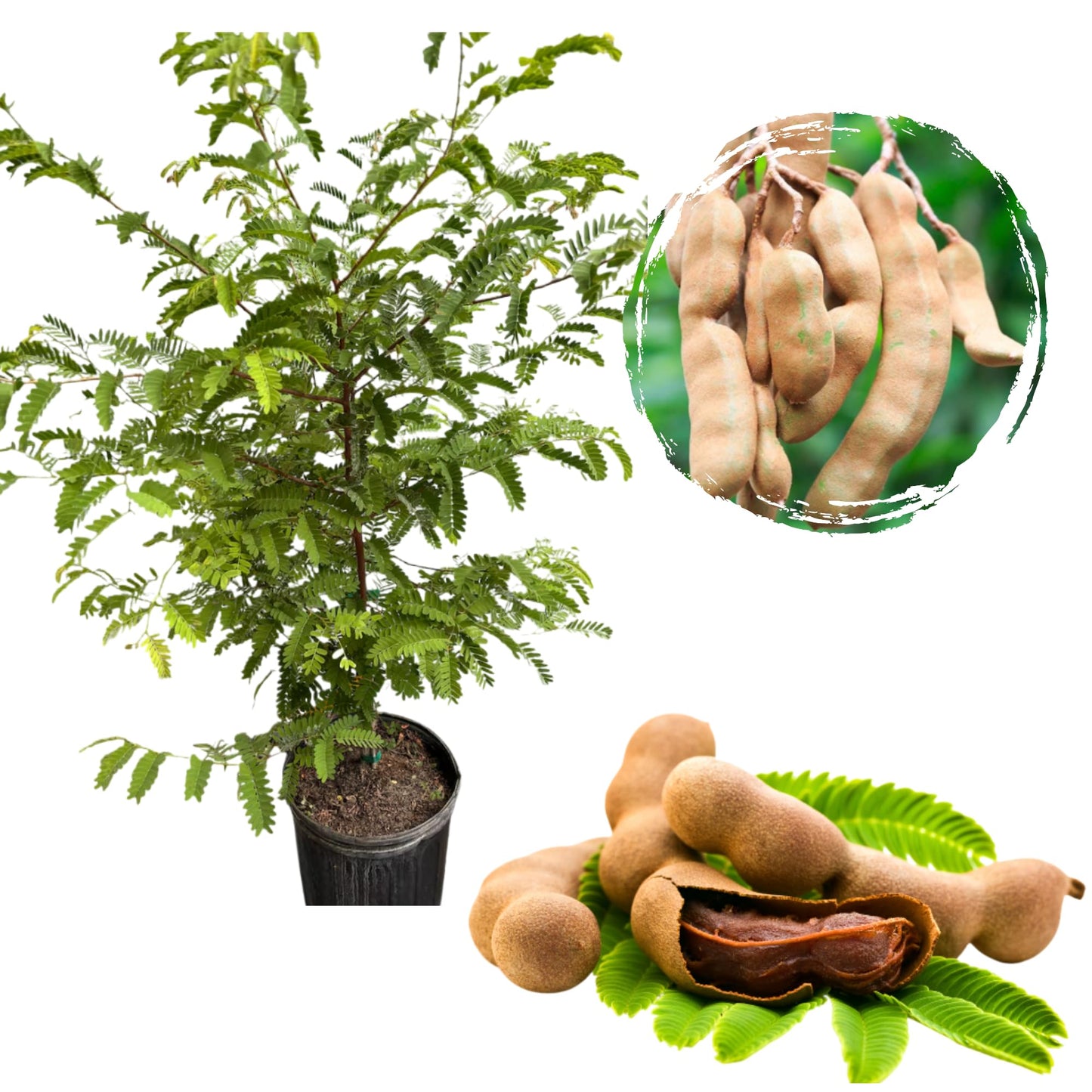 Tamarind Tree Live for Planting, Sweet Tamarind Tree for Garden 3 to 4 Feet in 3 Gallon - Not Ship CA