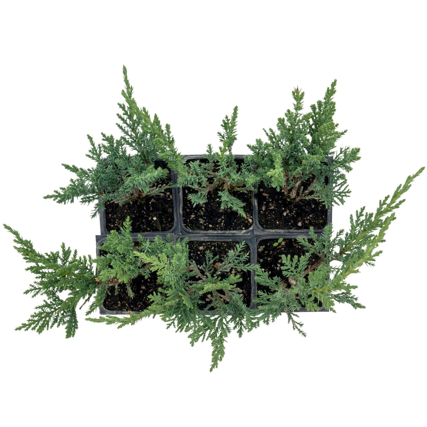 6 Tamarix Juniper in 3.5" Nursery Cubes | Juniperus Sabina ‘Tamariscifolia’ | Dense, Low-Maintenance Evergreen Shrub with Fine, Feathery Foliage | Ready-to-Plant Live Starters