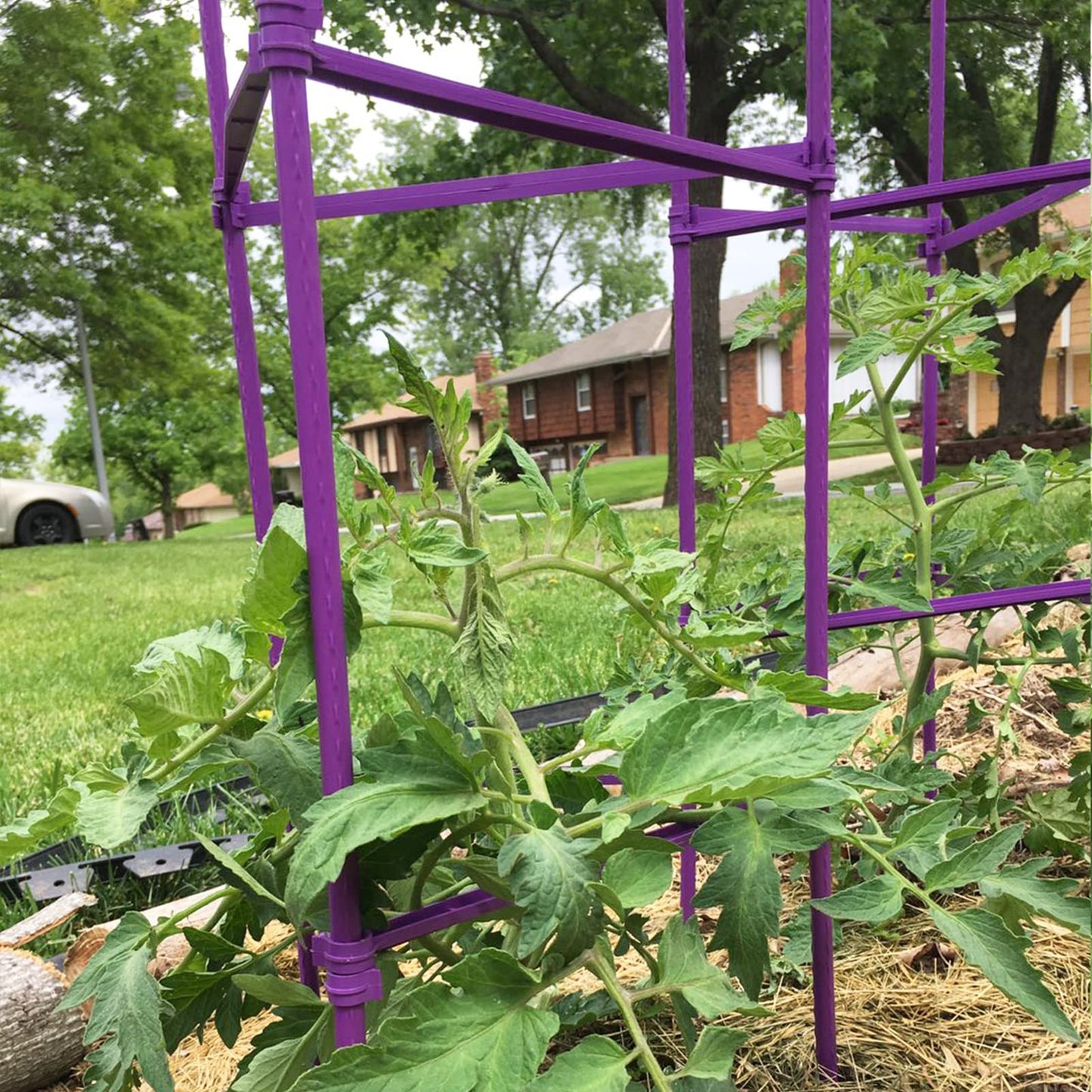 Growsun Large Tomato Cage 6 Pack Upto 73 inch Tall Tomato Trellis Garden Stakes Plant Support,Purple(5ft Stake add 18 inch Adjustable Stakes)