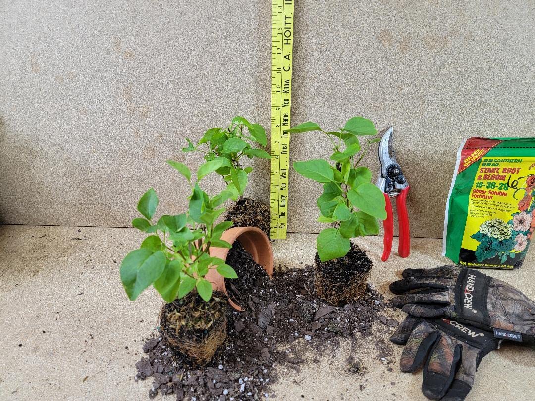 (1) - Sensation Lilac (Syringa) - Starter Plant (7L) (1 Live Plant)