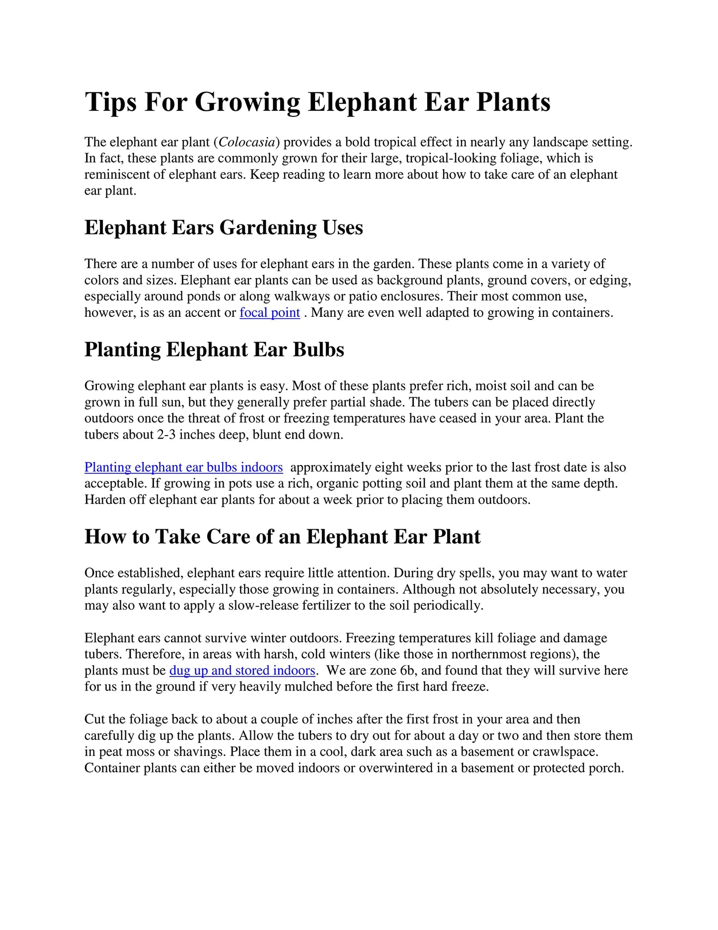 2 Colassal-Sized Elephant Ears Bulbs- Esculenta