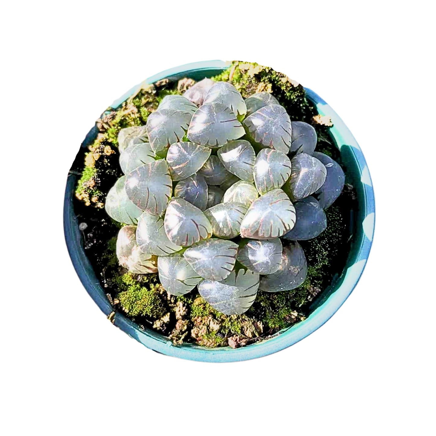 Rare Haworthia Cooperi OB1 - Succulent Plants - Unique Varieties | Live Indoor Plants | Low-Maintenance | Great for Collectors, Home, Office, and Gifts