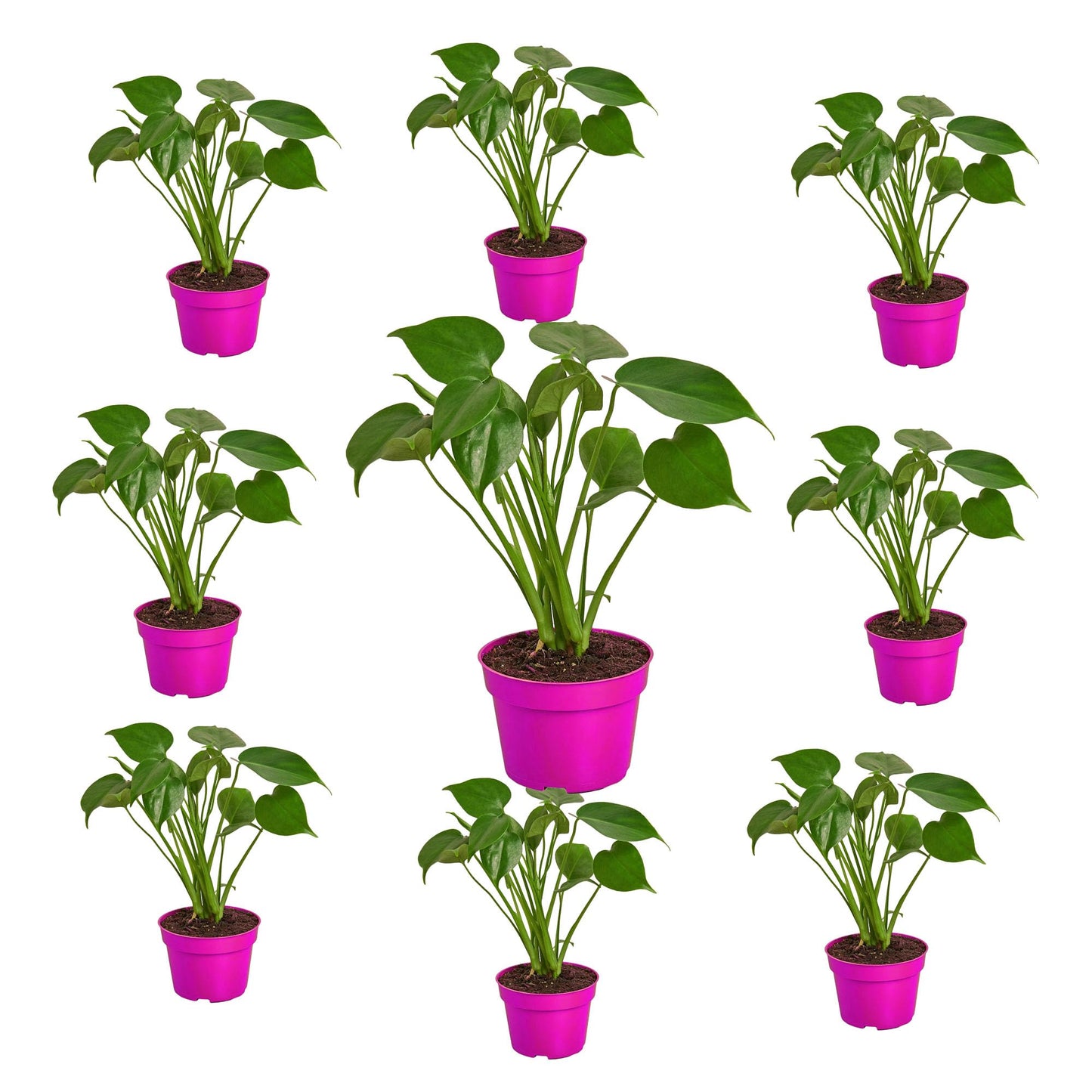 9 Pack Philodendron Monstera Split-Leaf in 4in Pot - Live Plants Tropical Houseplants | Variegated | USA Growers | The Snobby Leaf
