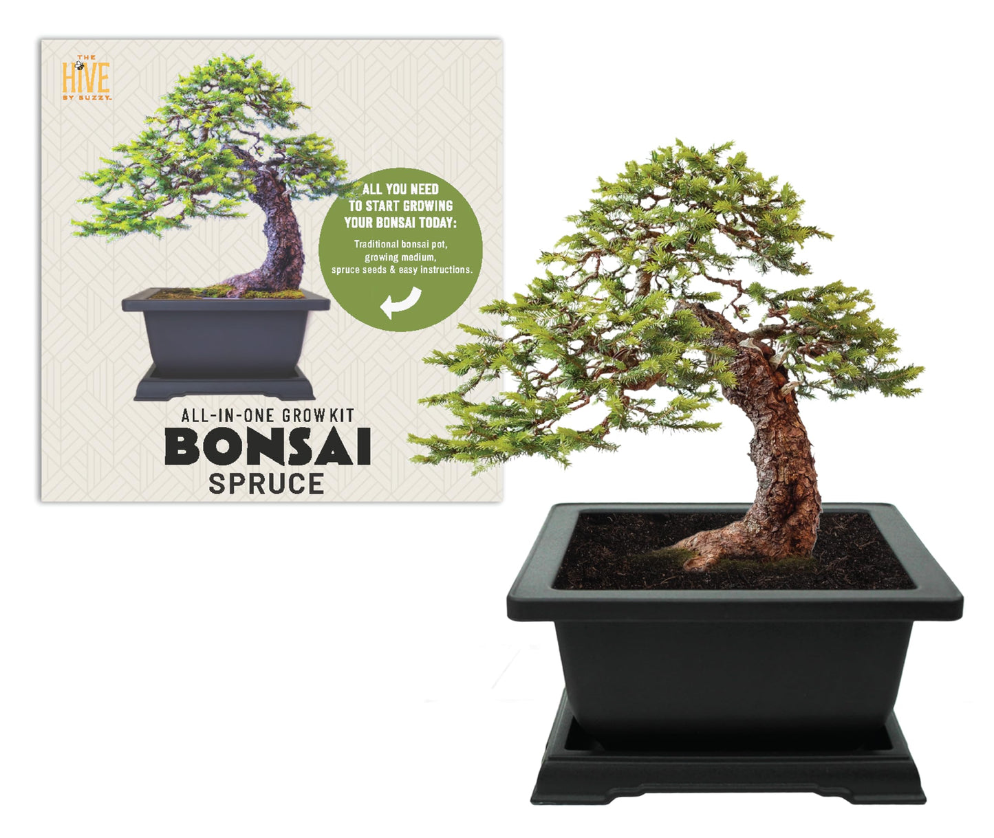 BUZZY Seeds Bonsai Starter Kit, Norway Spruce, Complete Indoor Gardening Gift, DIY Mini Tree Project, Soothing Indoor Hobby for Home or Office, Fun Stocking Stuffer, Housewarming Present